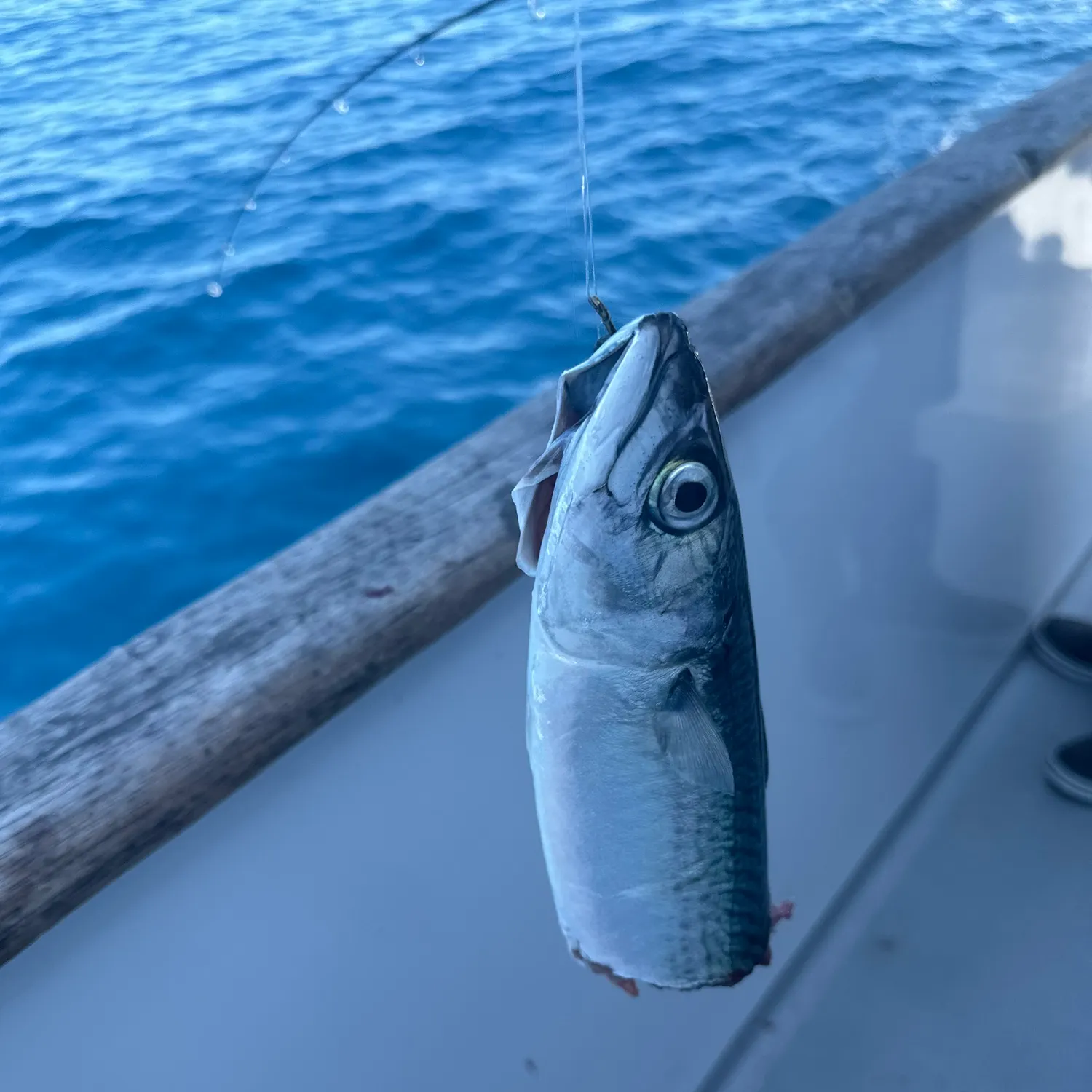 The most recent Island mackerel catches on Fishbrain