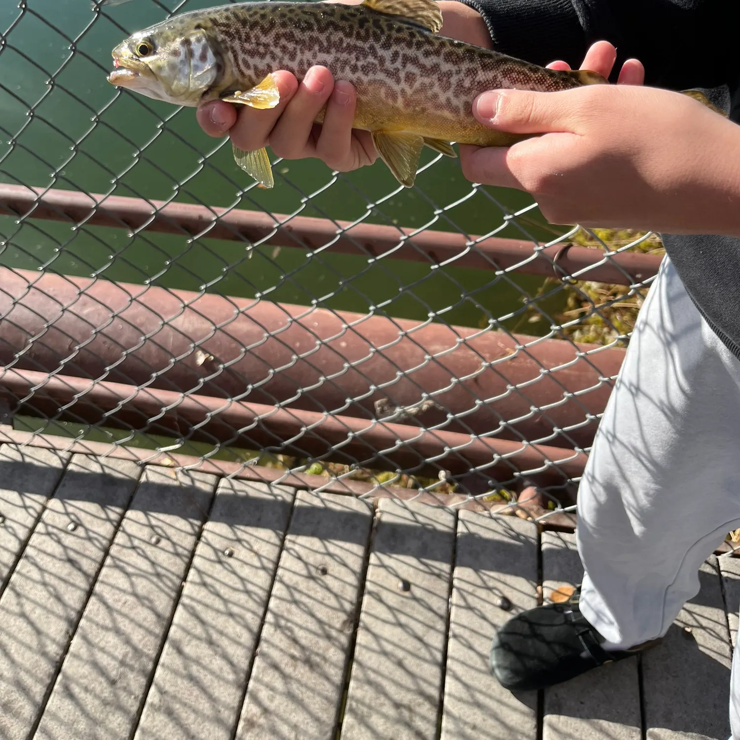 The most recent Tiger trout catches on Fishbrain