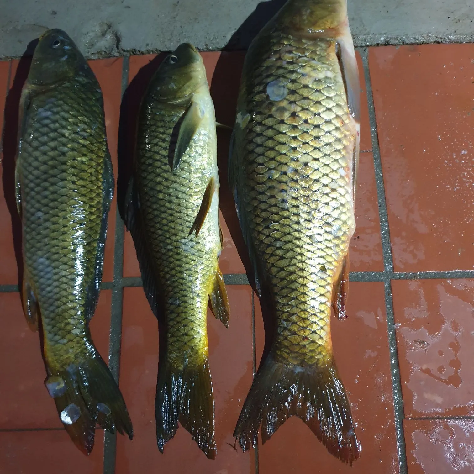 Common carp caught on Fishbrain