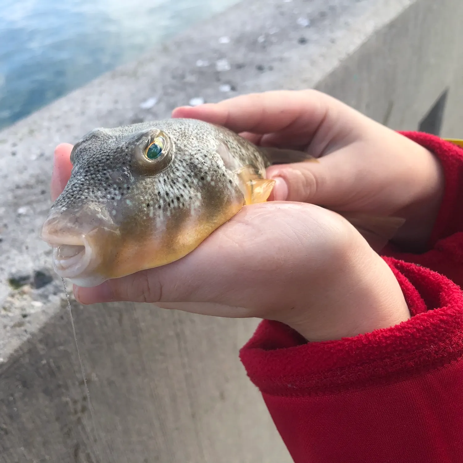 The most popular recent Northern puffer catch on Fishbrain