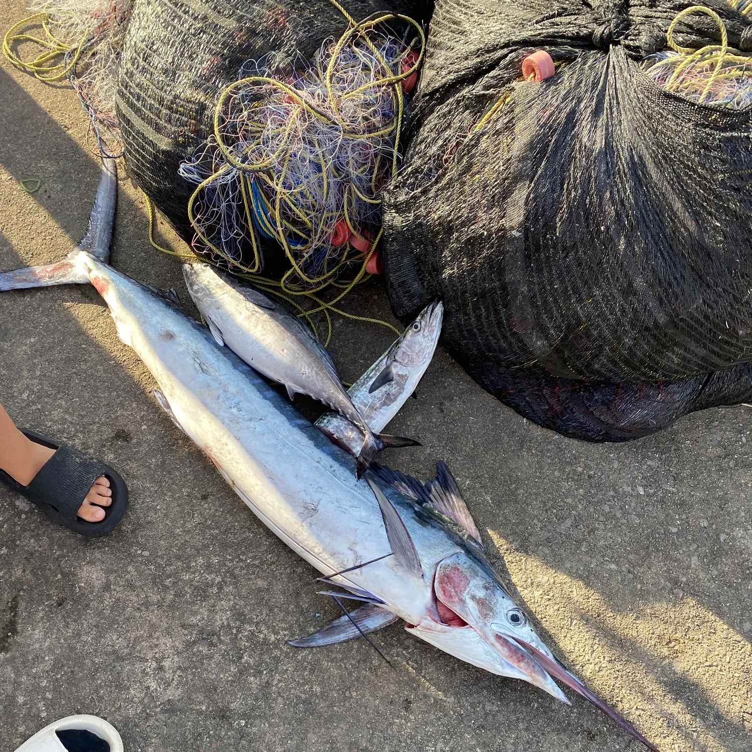 Indo-Pacific sailfish caught on Fishbrain
