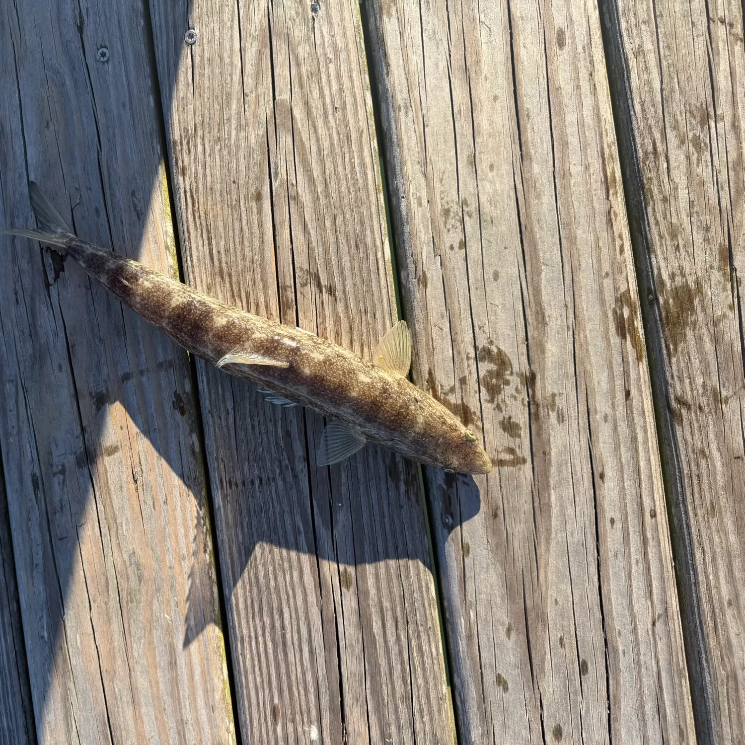 The most recent Inshore lizardfish catches on Fishbrain