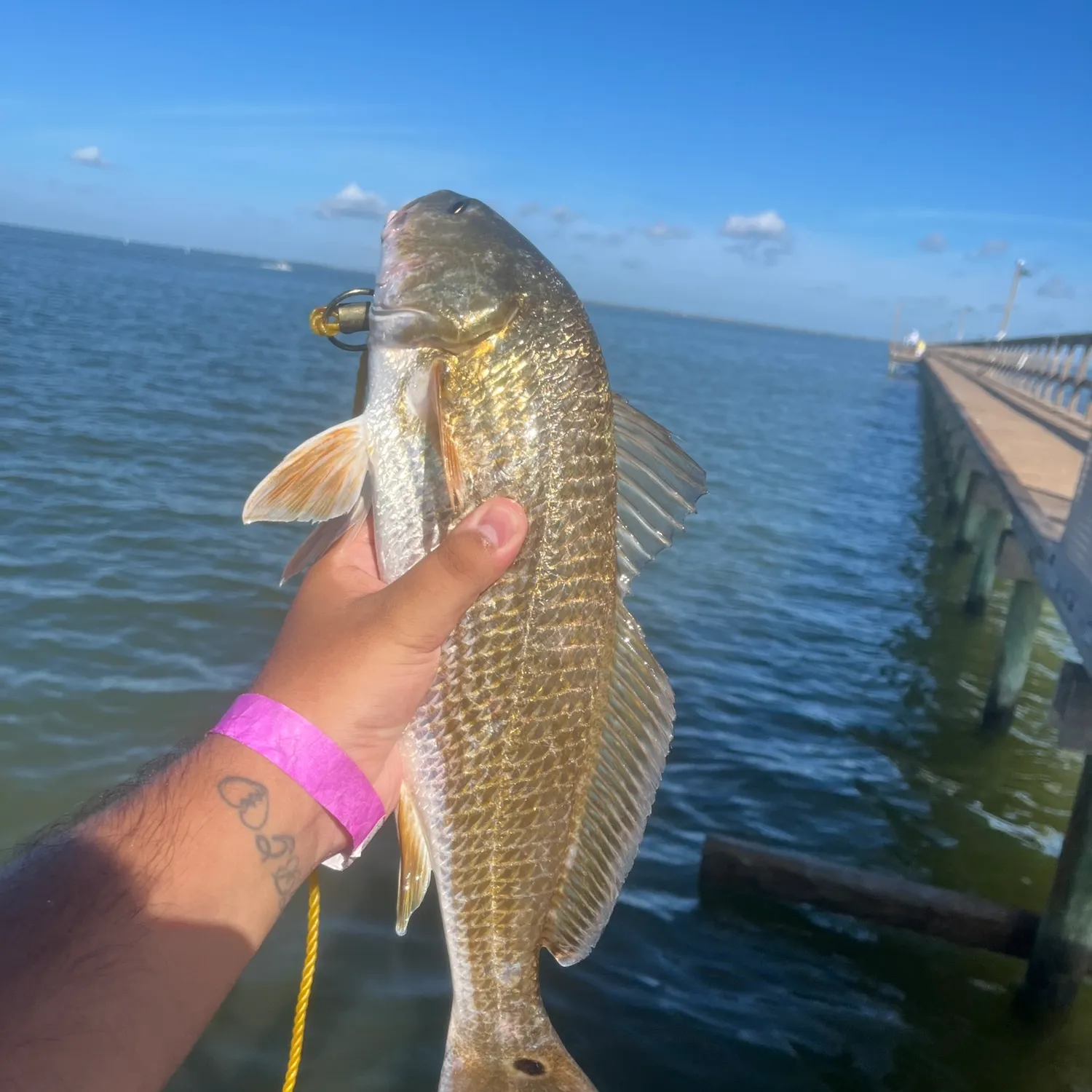 Red drum caught on Fishbrain