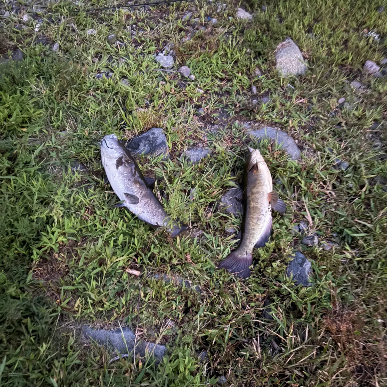 Brown bullhead caught on Fishbrain