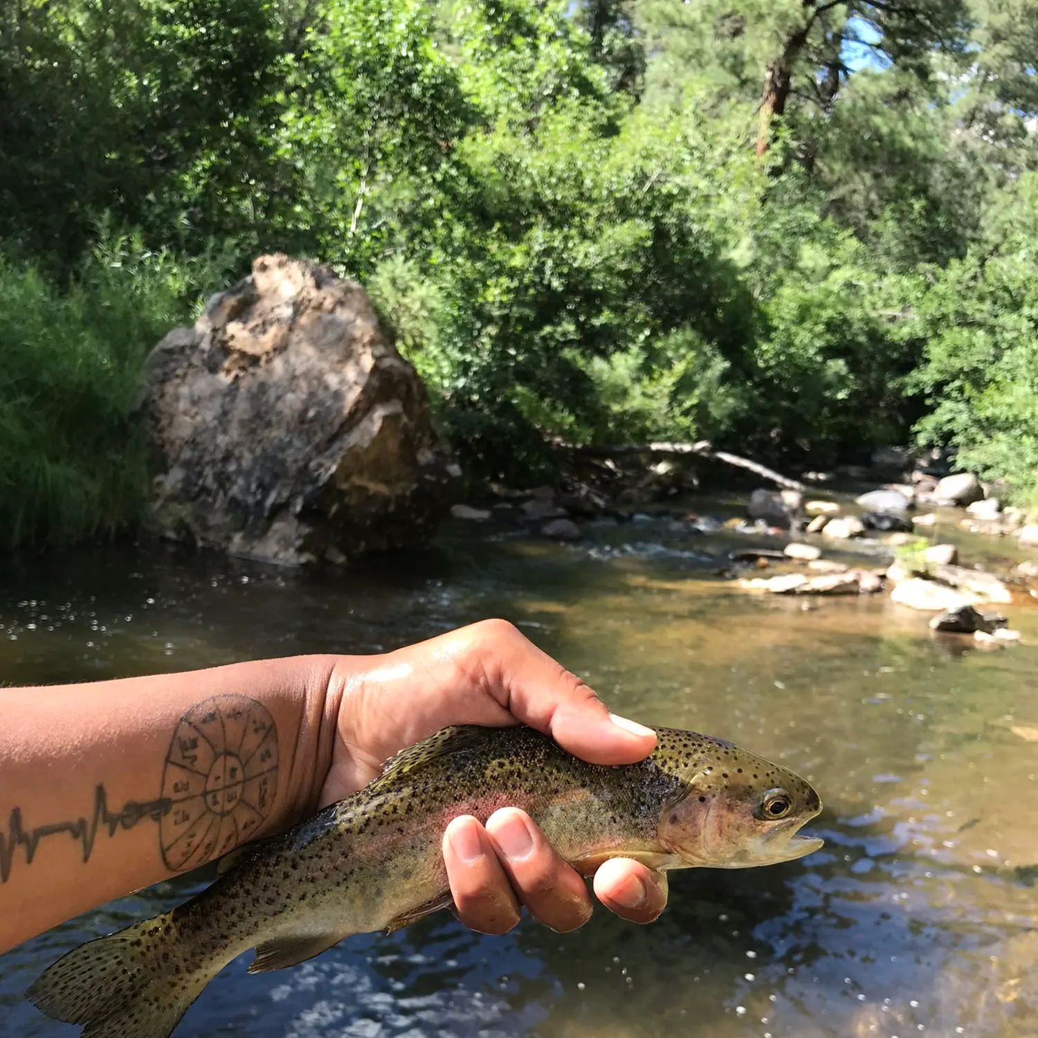 recently logged catches