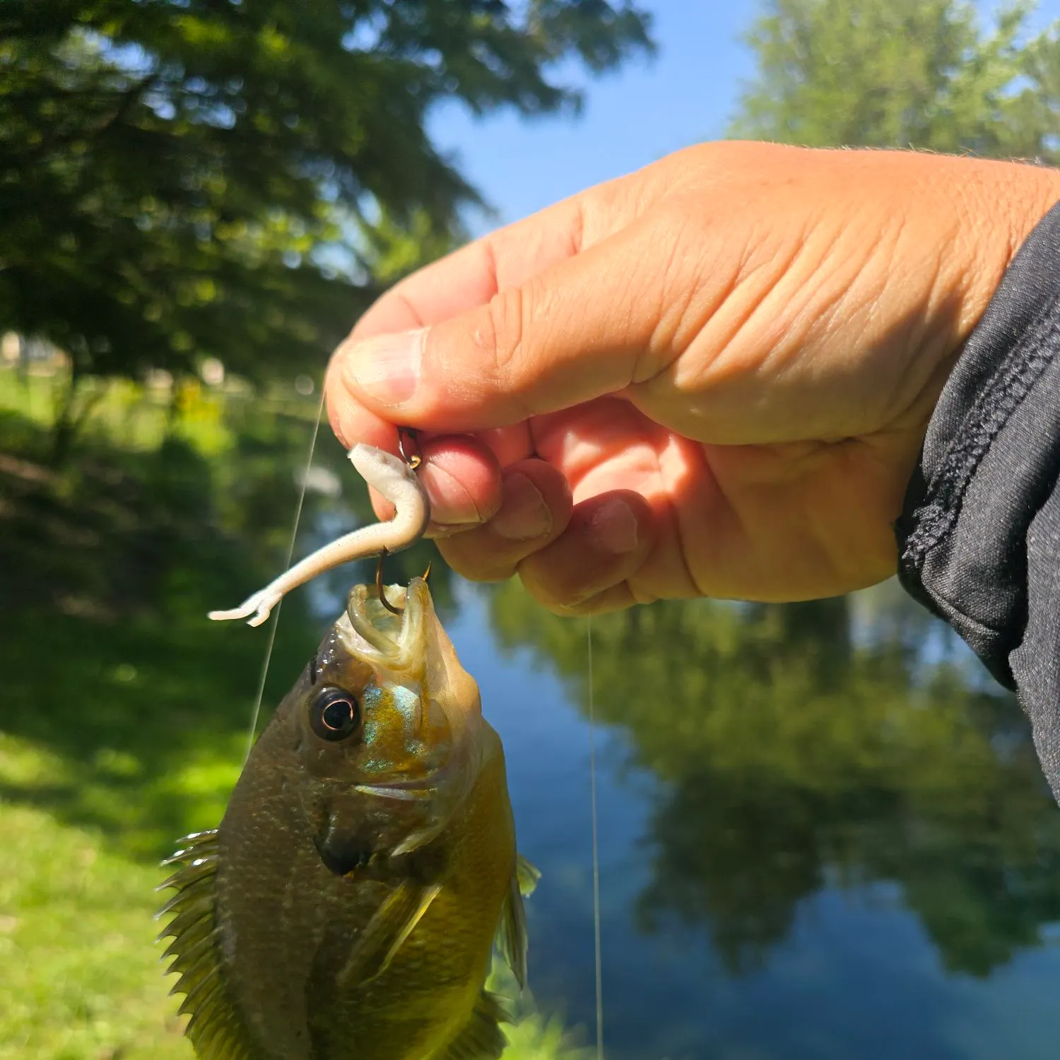 Greengill hybrid caught on Fishbrain