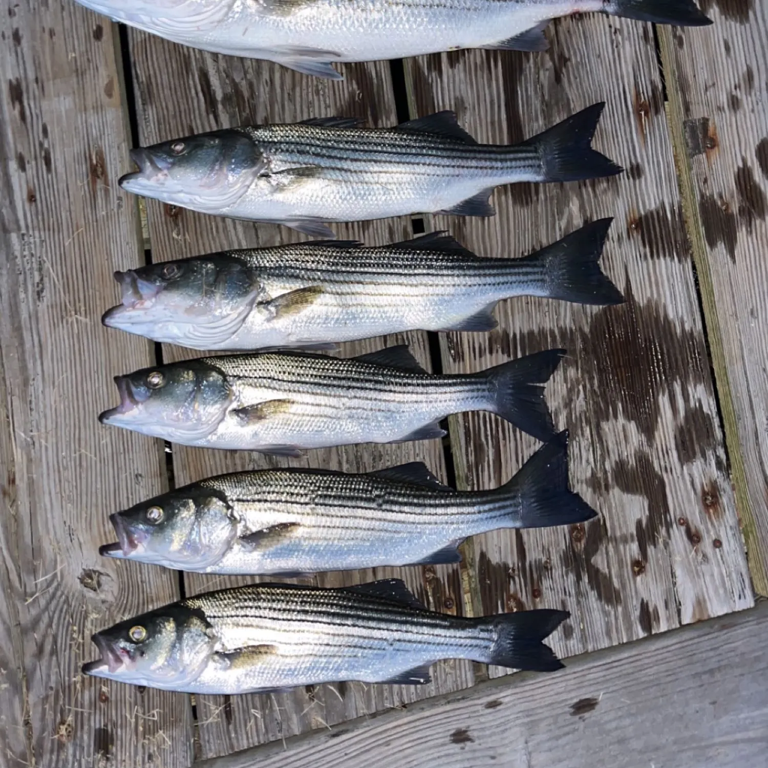 recently logged catches