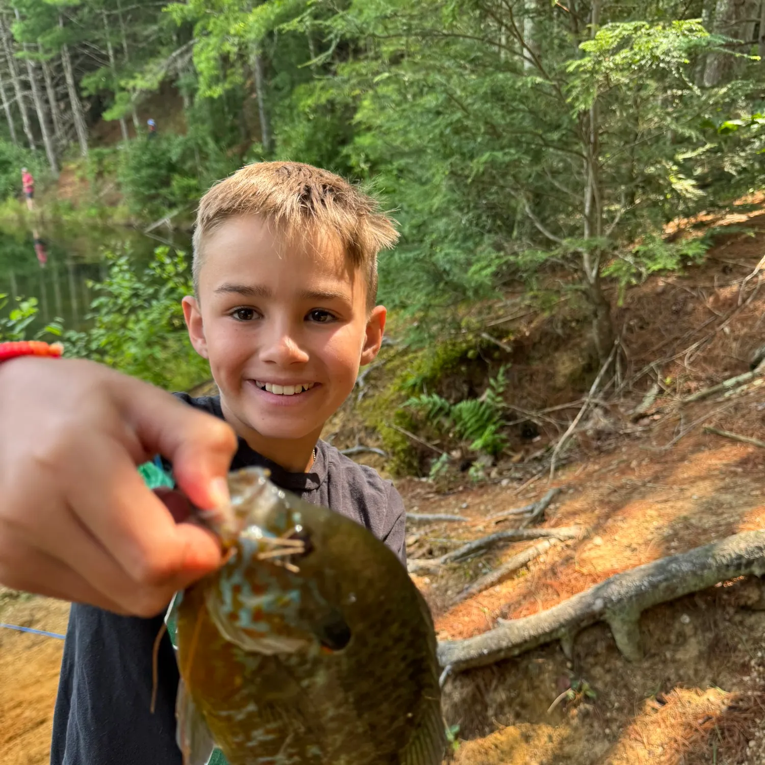 The most recent Pumpkinseed catches on Fishbrain