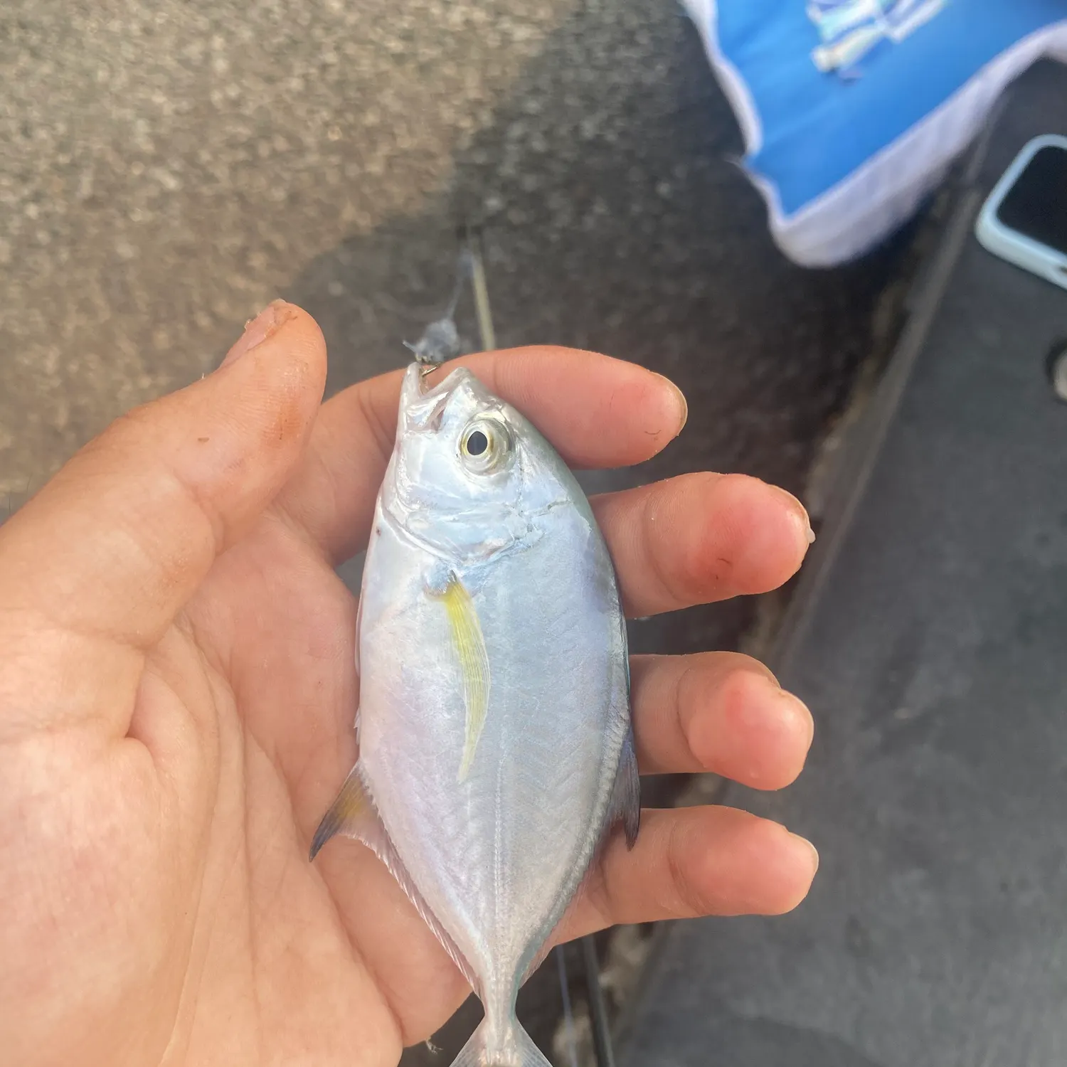 Bluefin trevally caught on Fishbrain