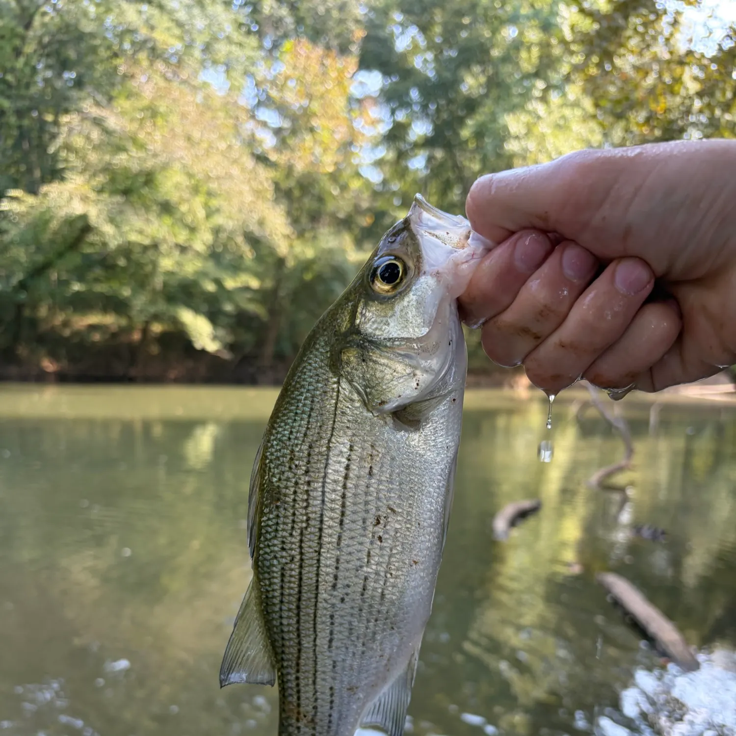 White bass caught on Fishbrain
