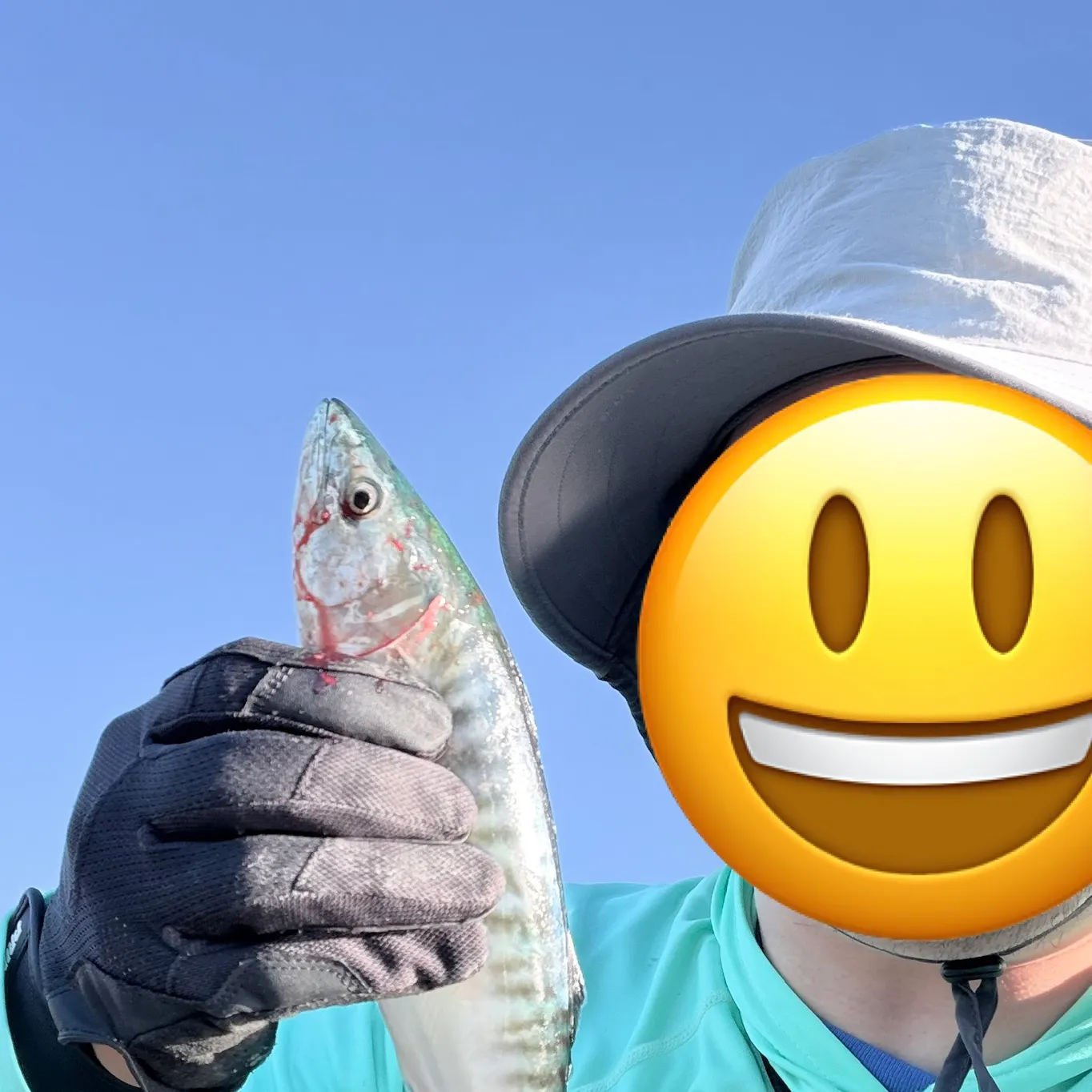 Atlantic bonito caught on Fishbrain