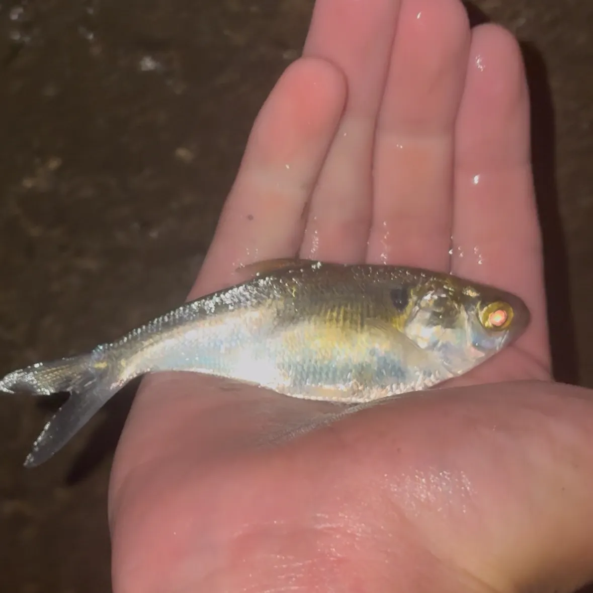 American gizzard shad caught on Fishbrain