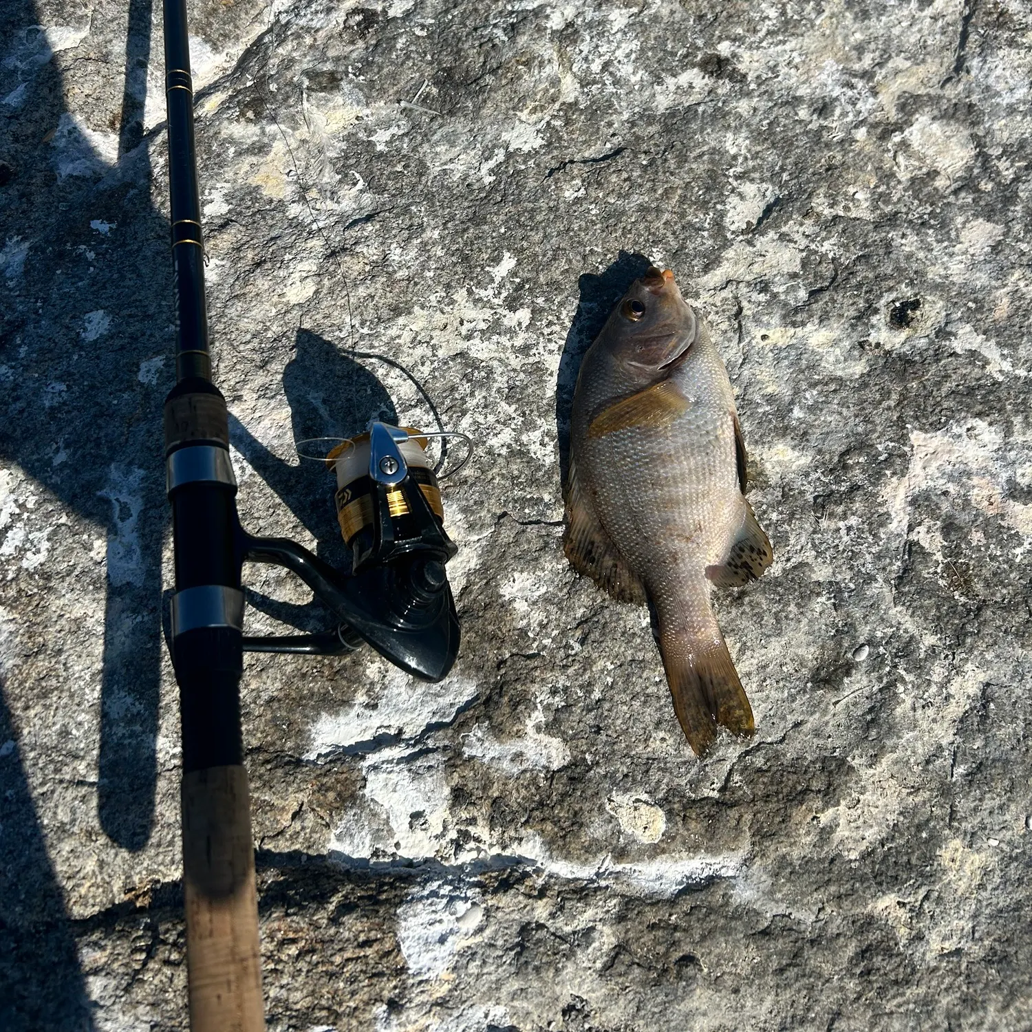 The most recent Barred surfperch catches on Fishbrain