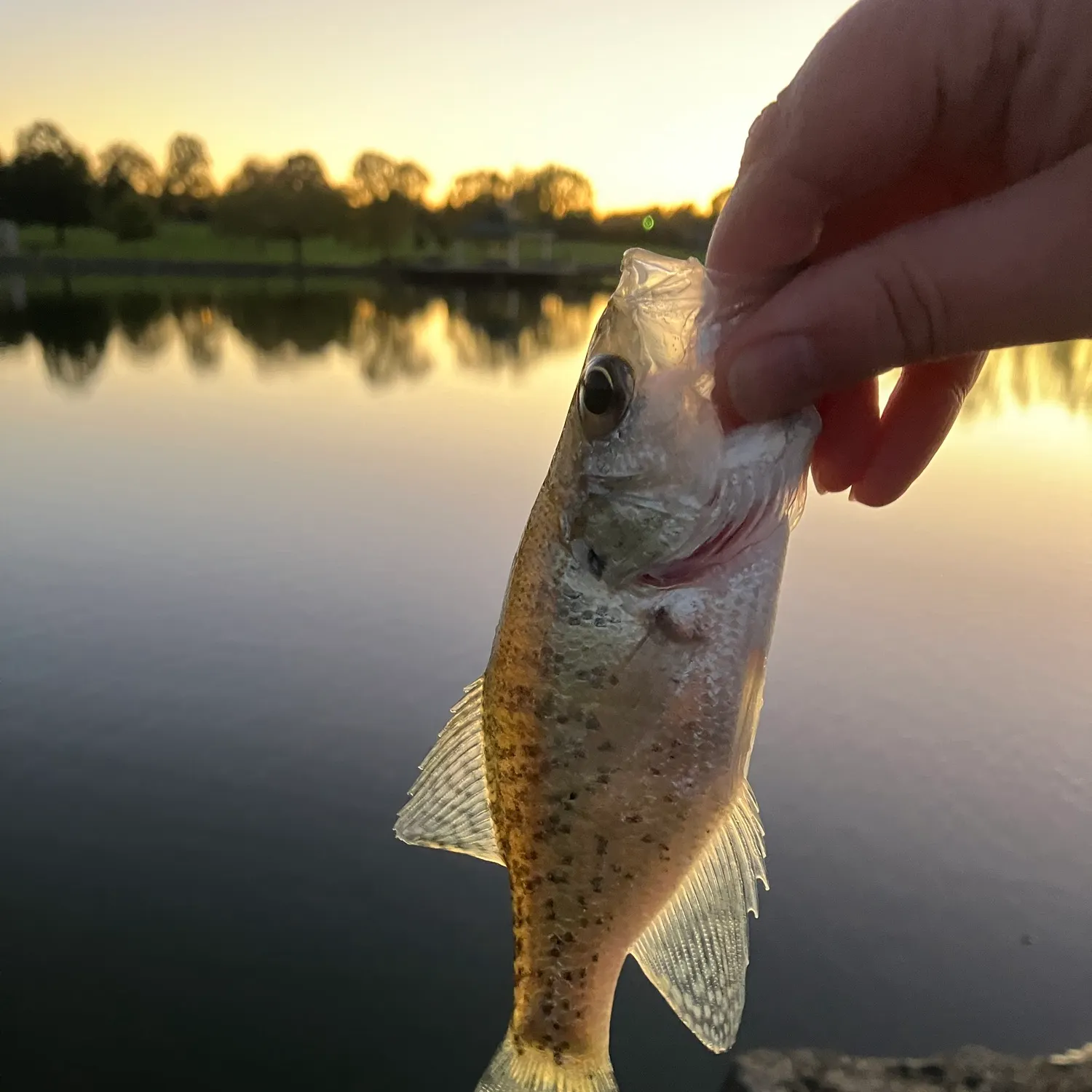 White crappie caught on Fishbrain