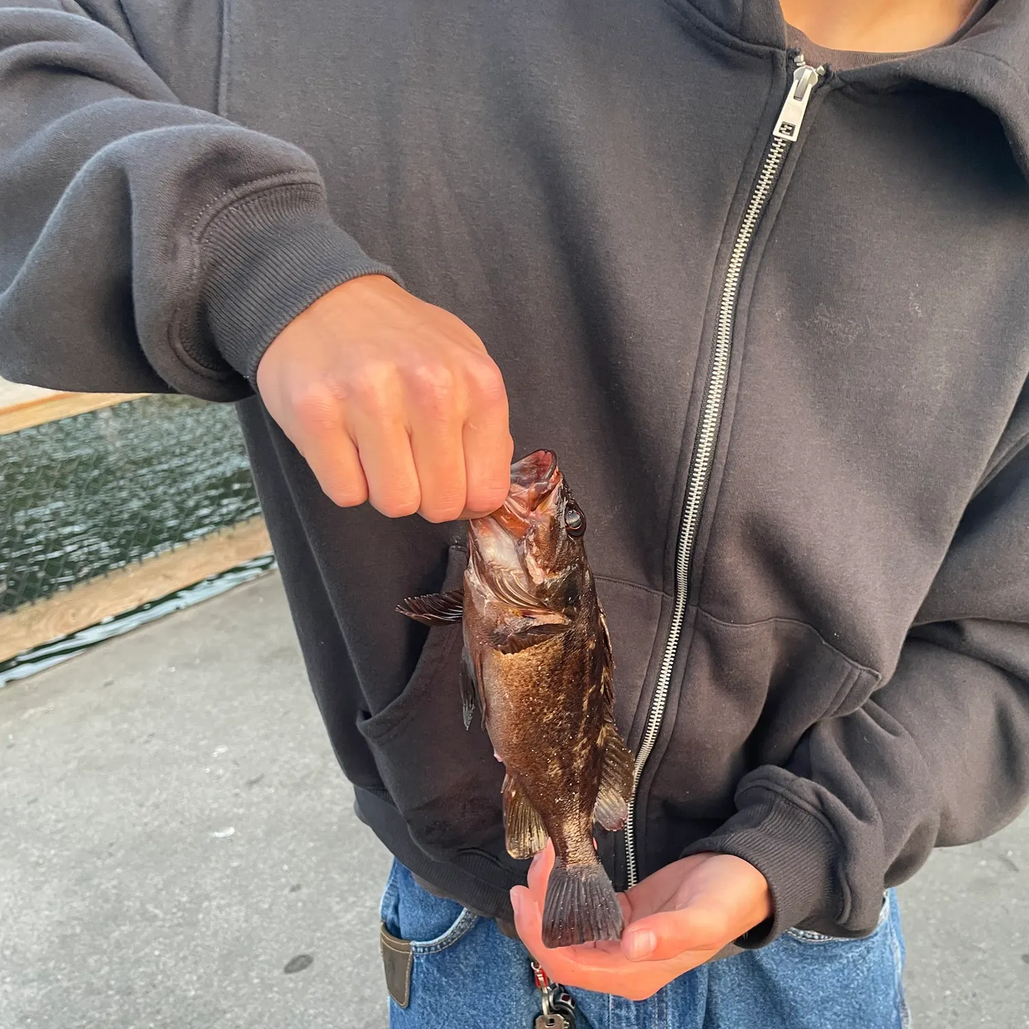 Brown rockfish caught on Fishbrain