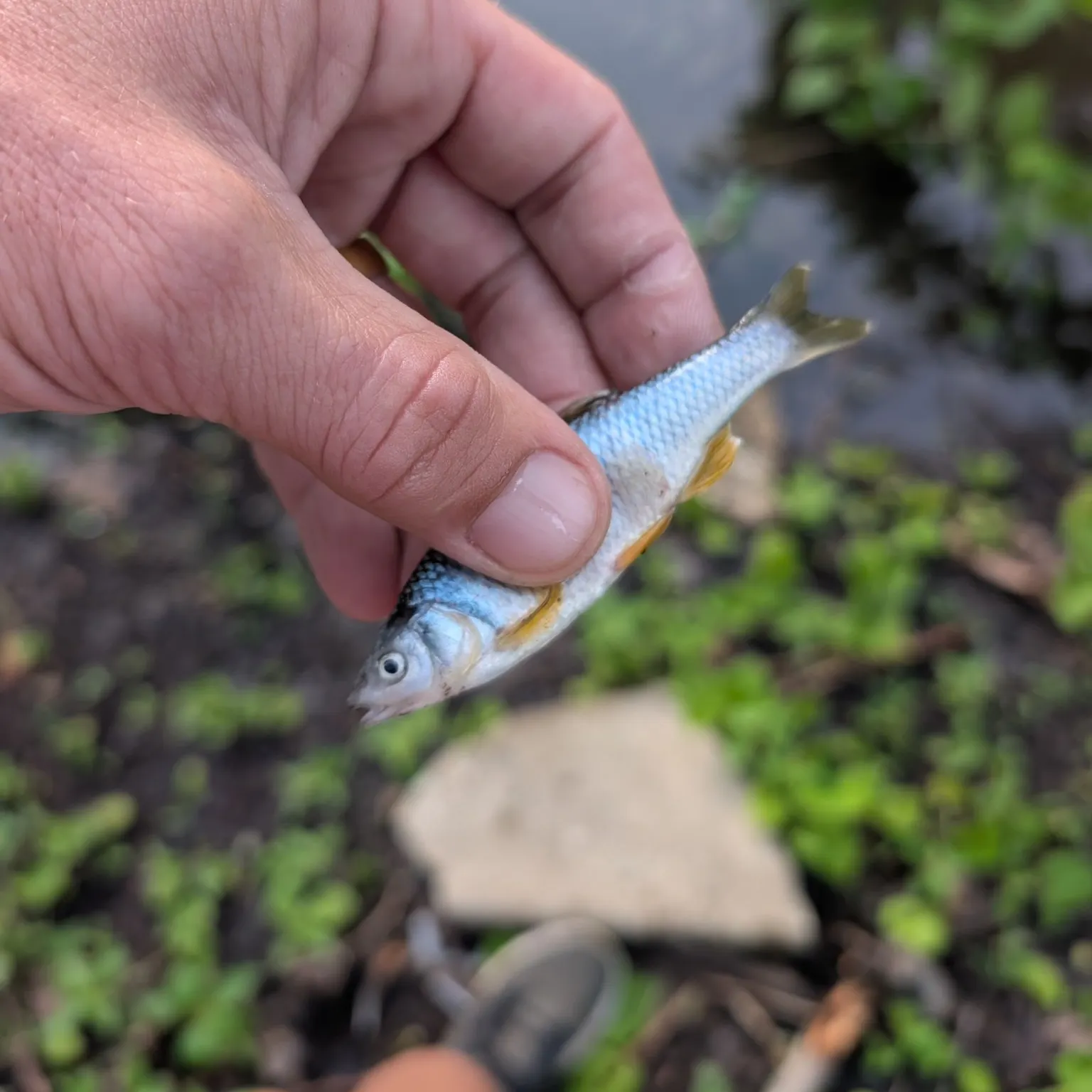 The most recent Redfin shiner catches on Fishbrain