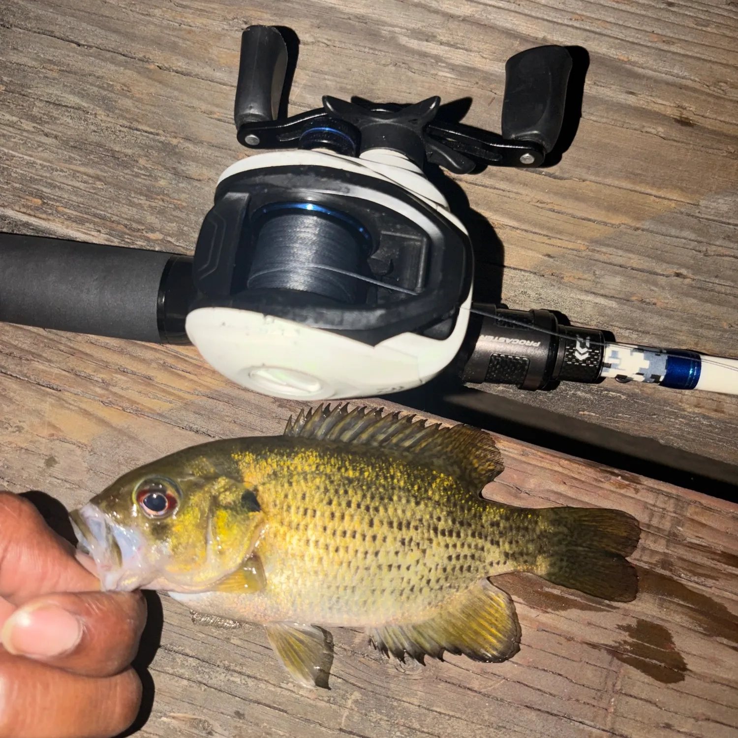 Rock bass caught on Fishbrain