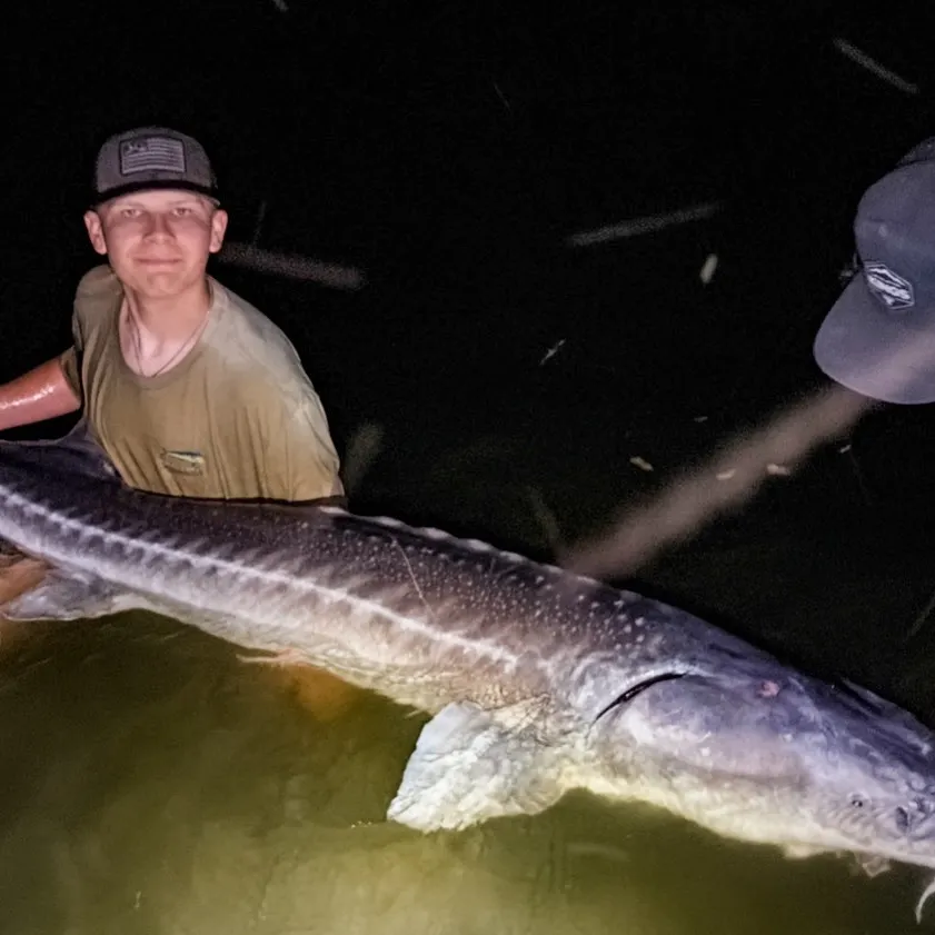 White sturgeon caught on Fishbrain
