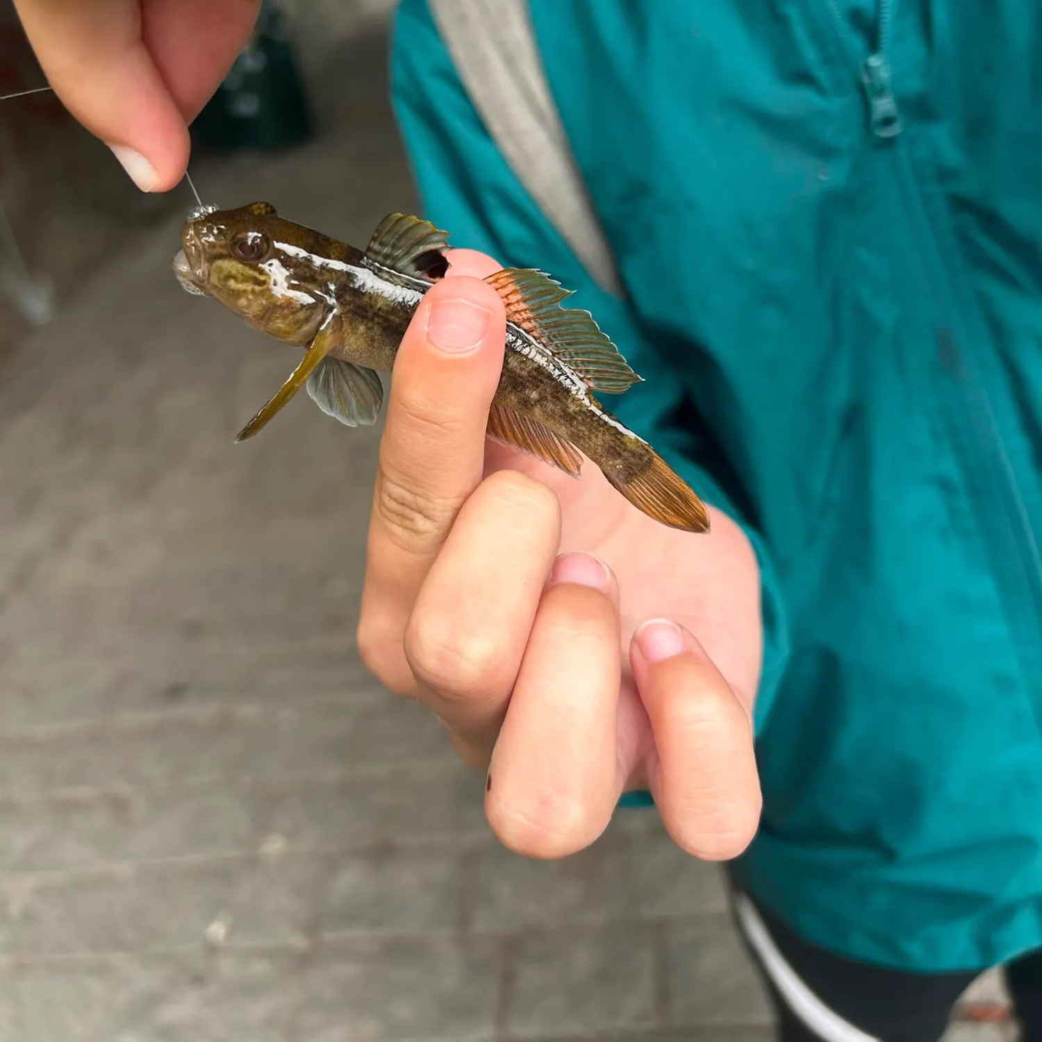 Round goby caught on Fishbrain