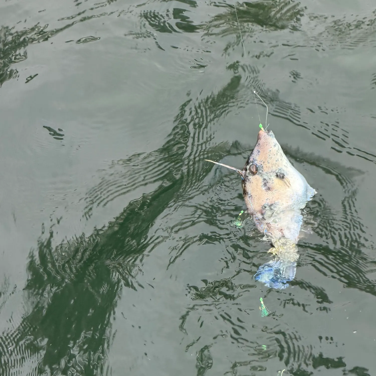 The most recent Rough Leatherjacket catches on Fishbrain
