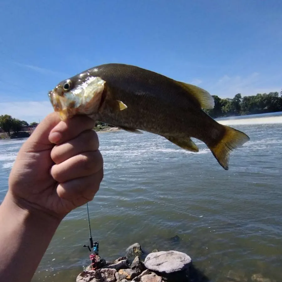 Smallmouth bass caught on Fishbrain