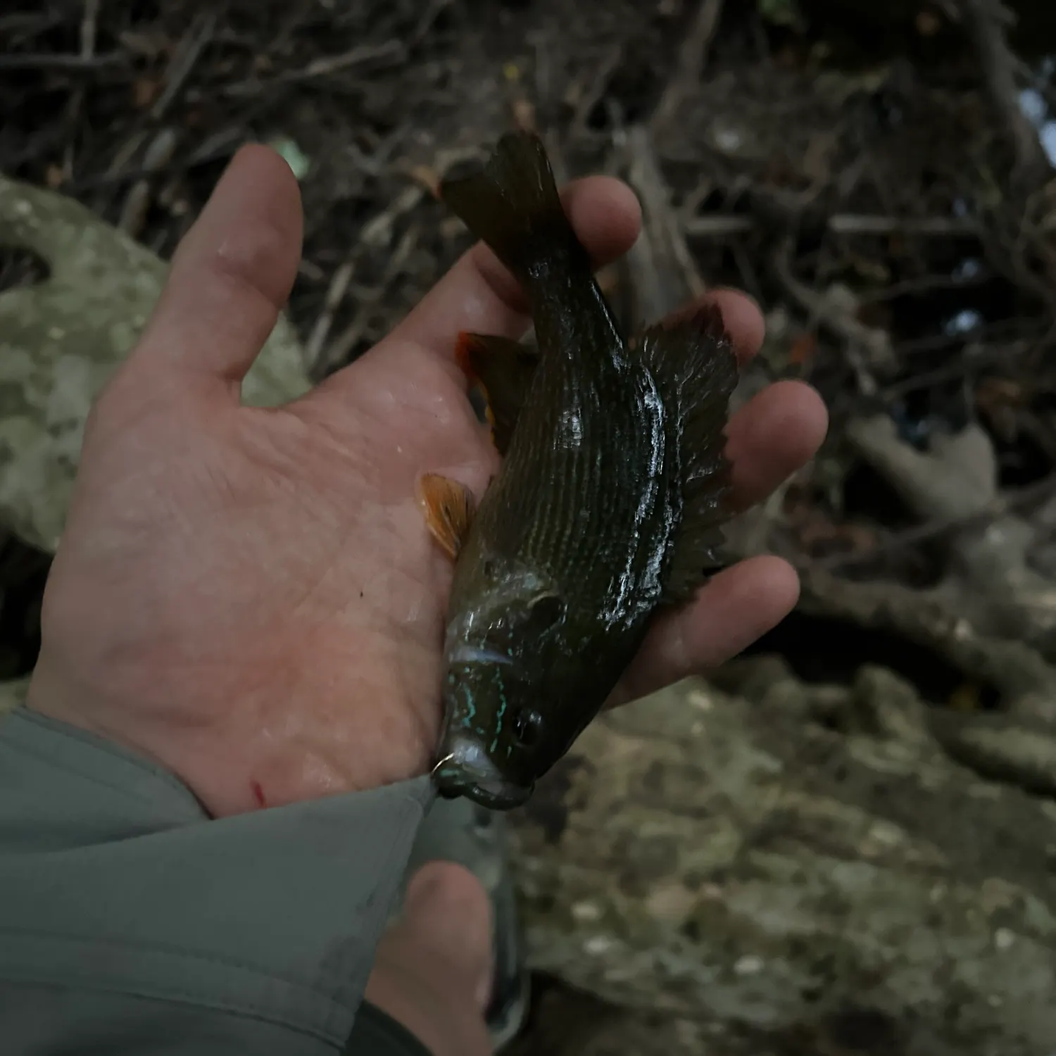 Green sunfish caught on Fishbrain