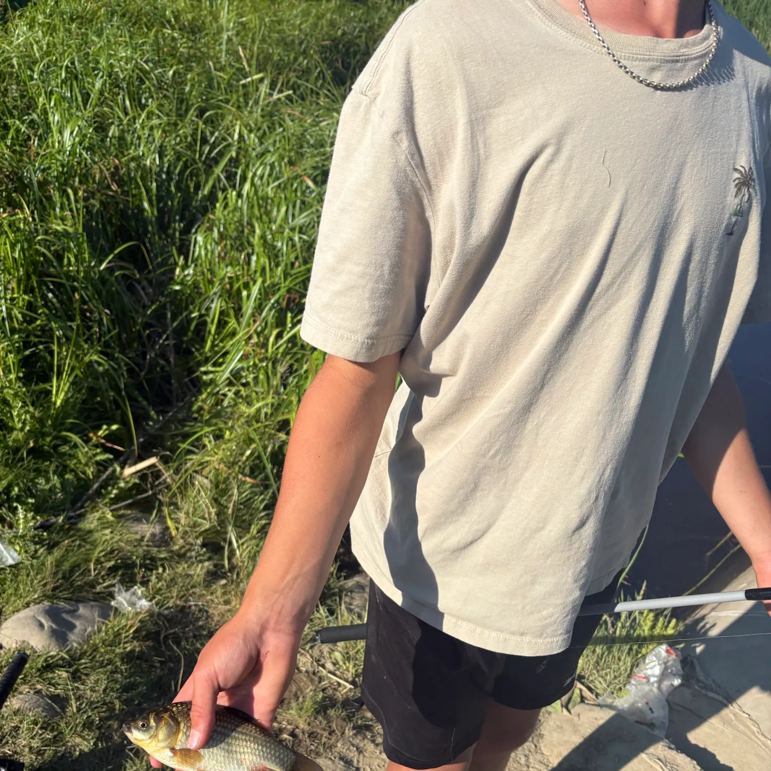 The most recent Prussian carp catches on Fishbrain