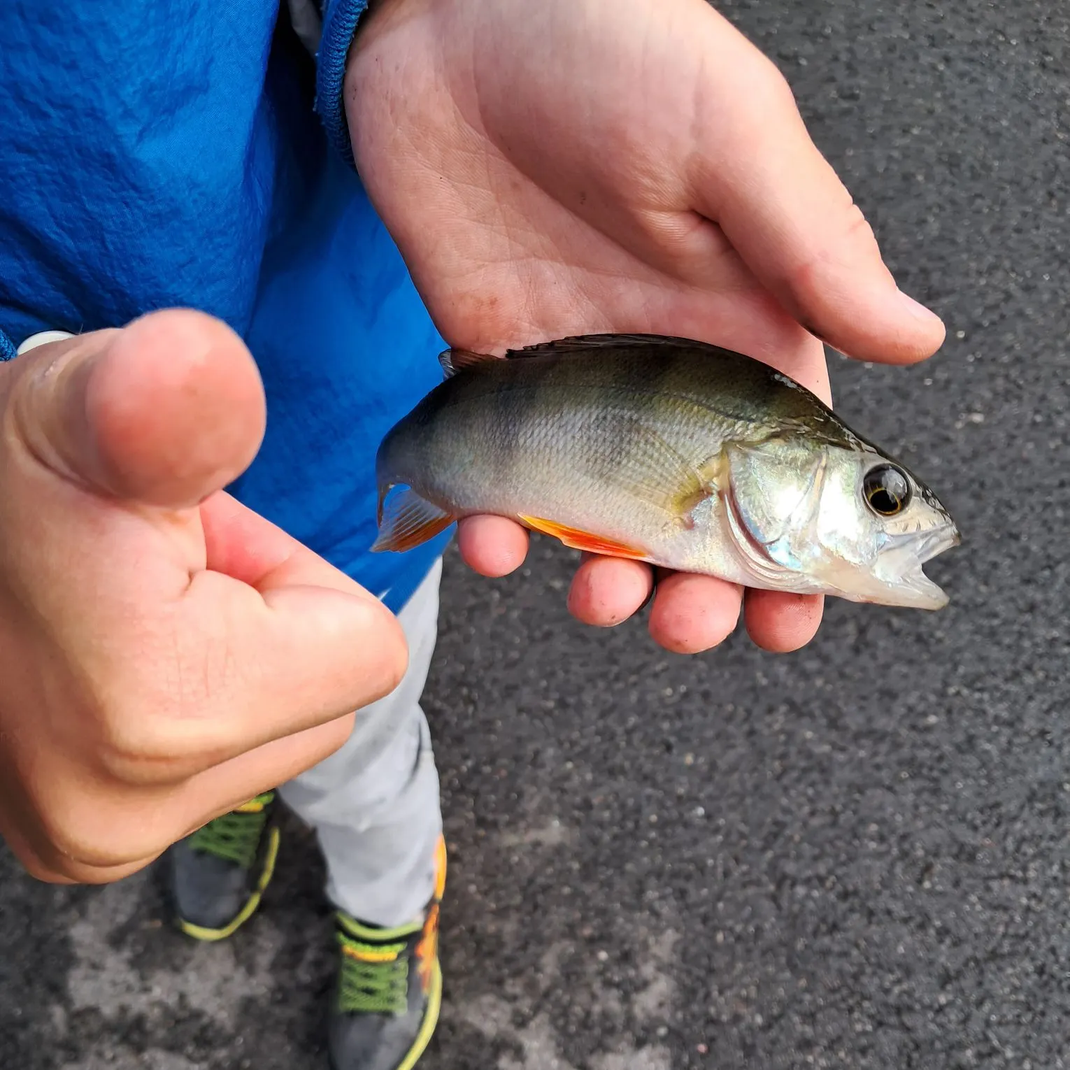 European perch caught on Fishbrain