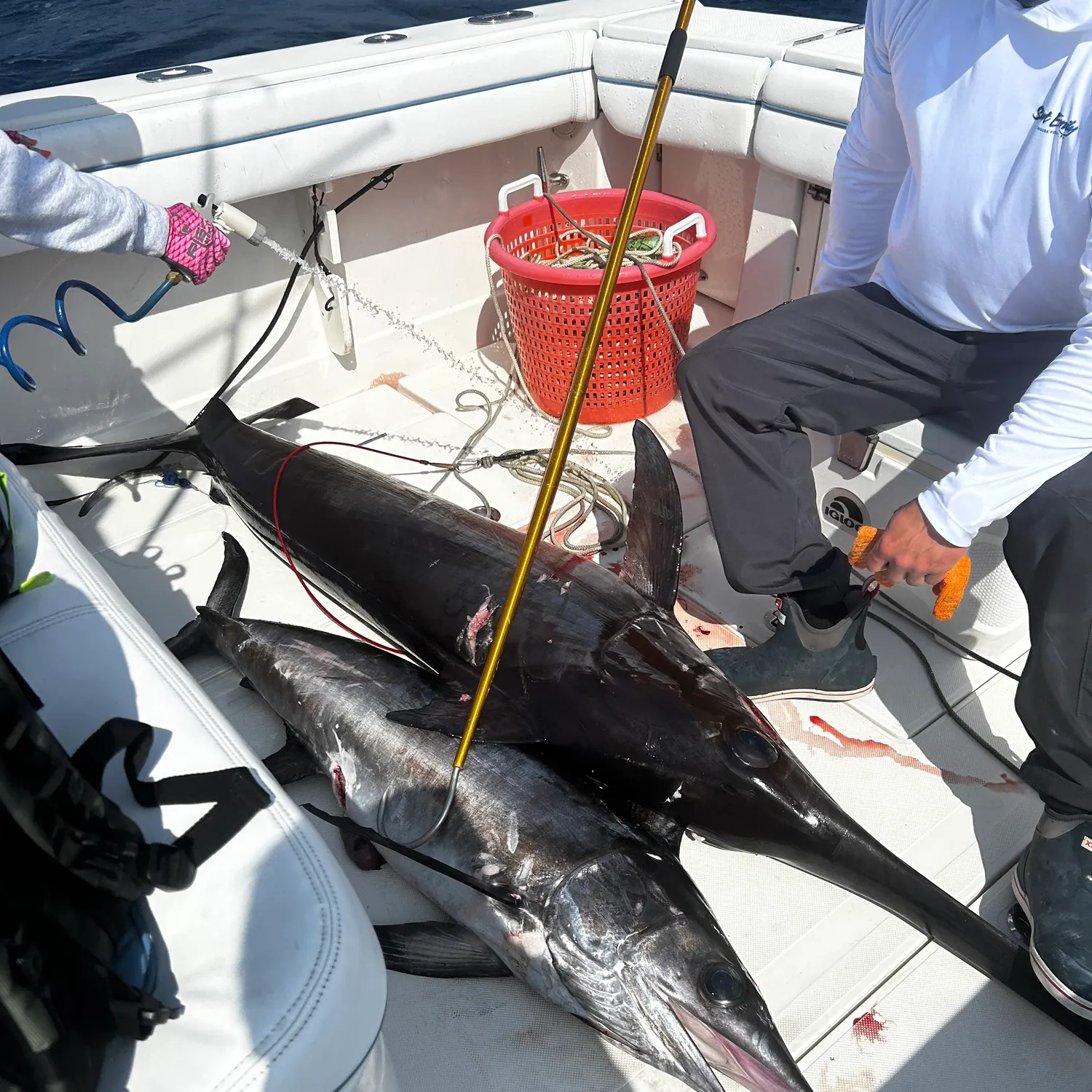 The most recent Swordfish catches on Fishbrain