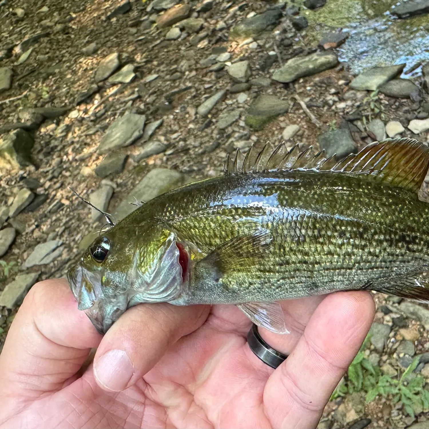 The most recent Cahaba bass catches on Fishbrain