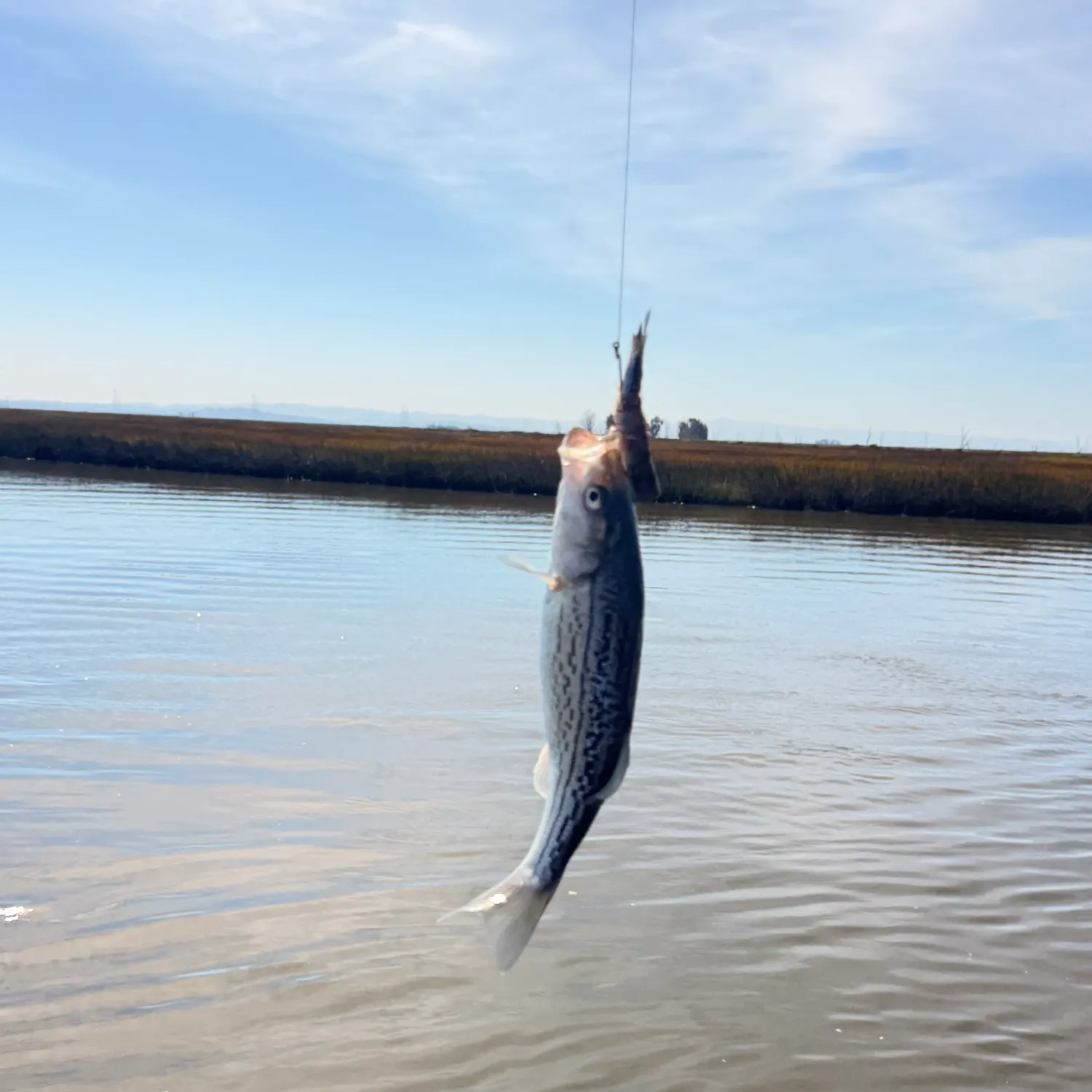 Striped bass caught on Fishbrain