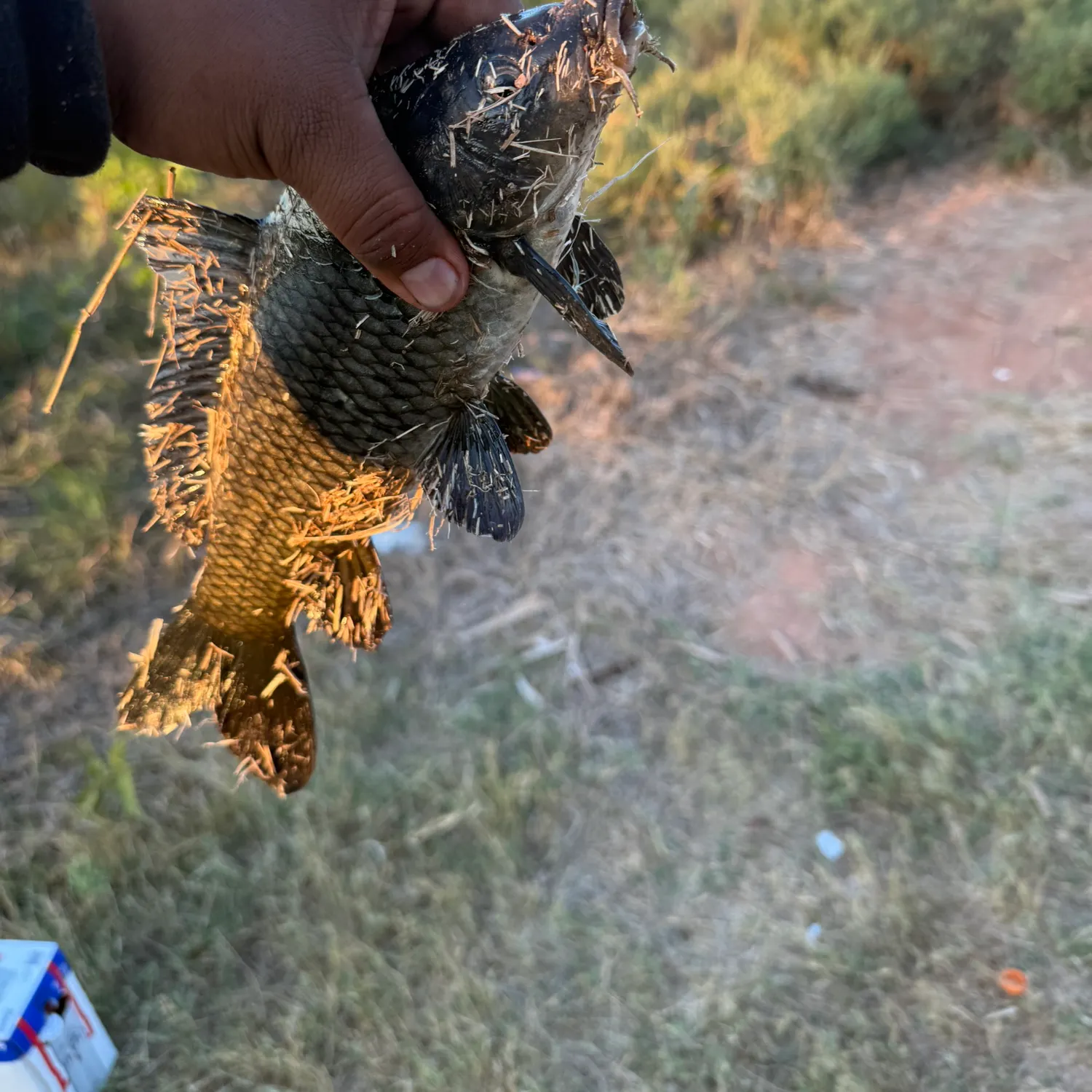 The most recent Black carp catches on Fishbrain