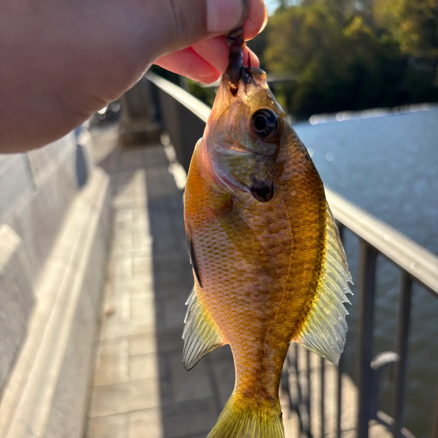 Fish caught on Fishbrain