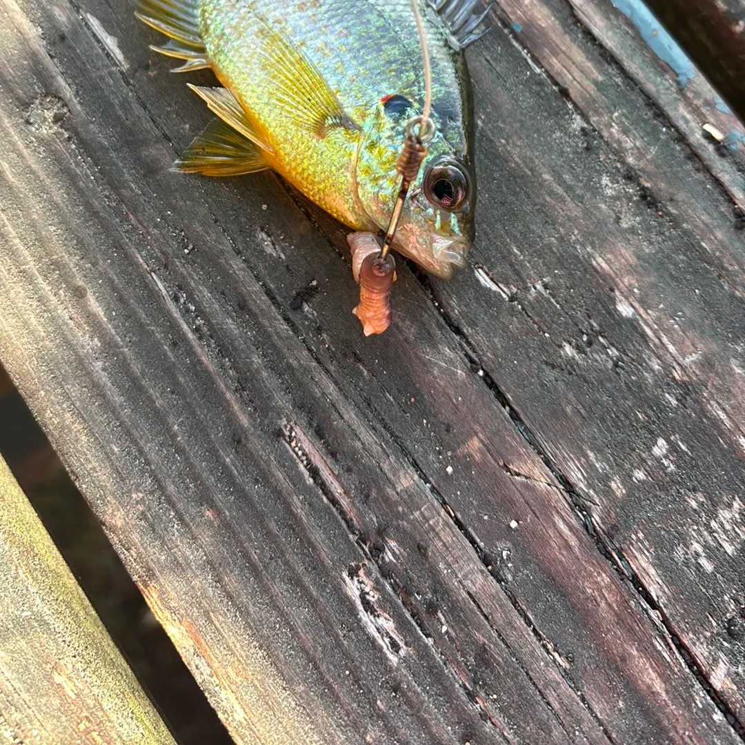 Redbreast sunfish caught on Fishbrain