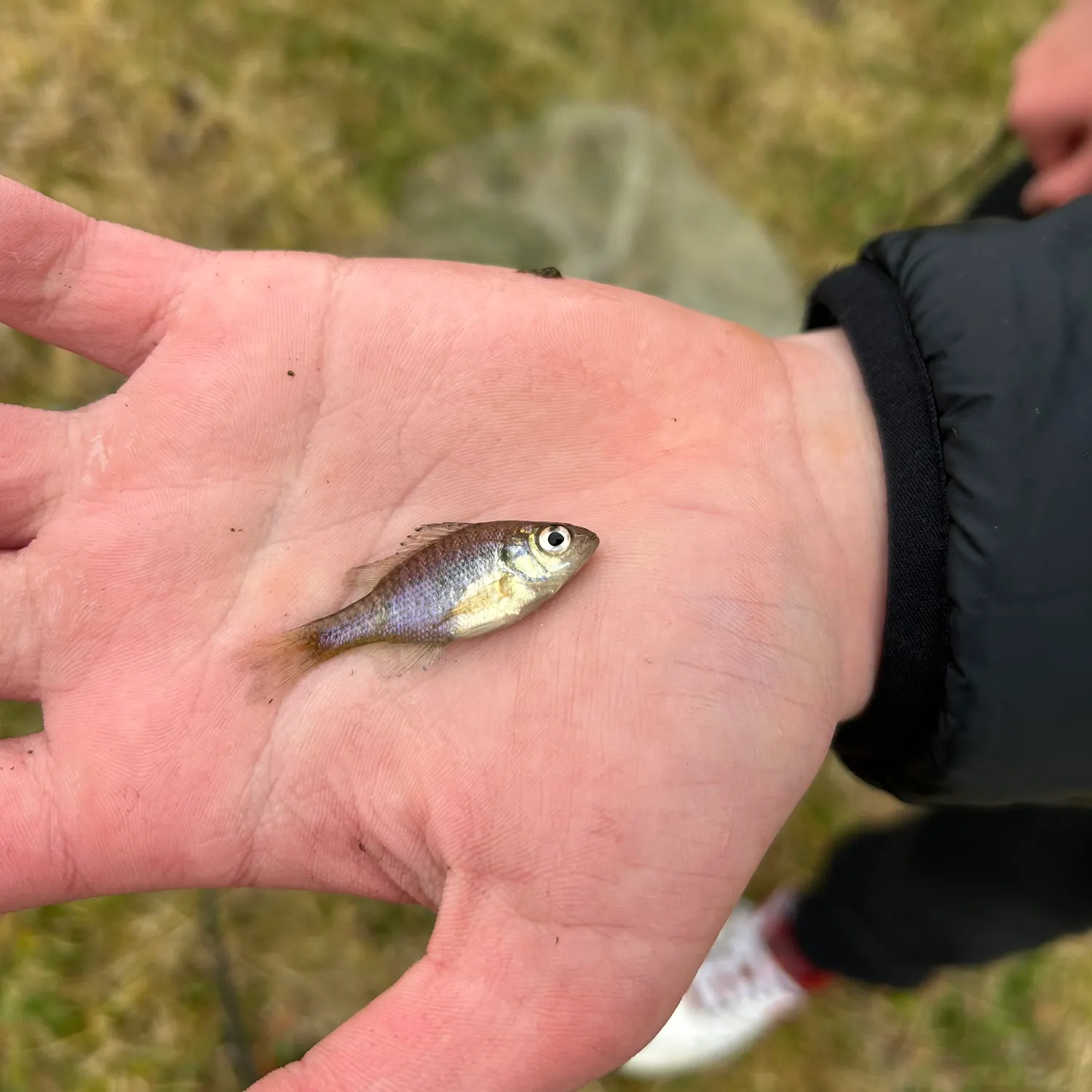 The most recent American shad catches on Fishbrain