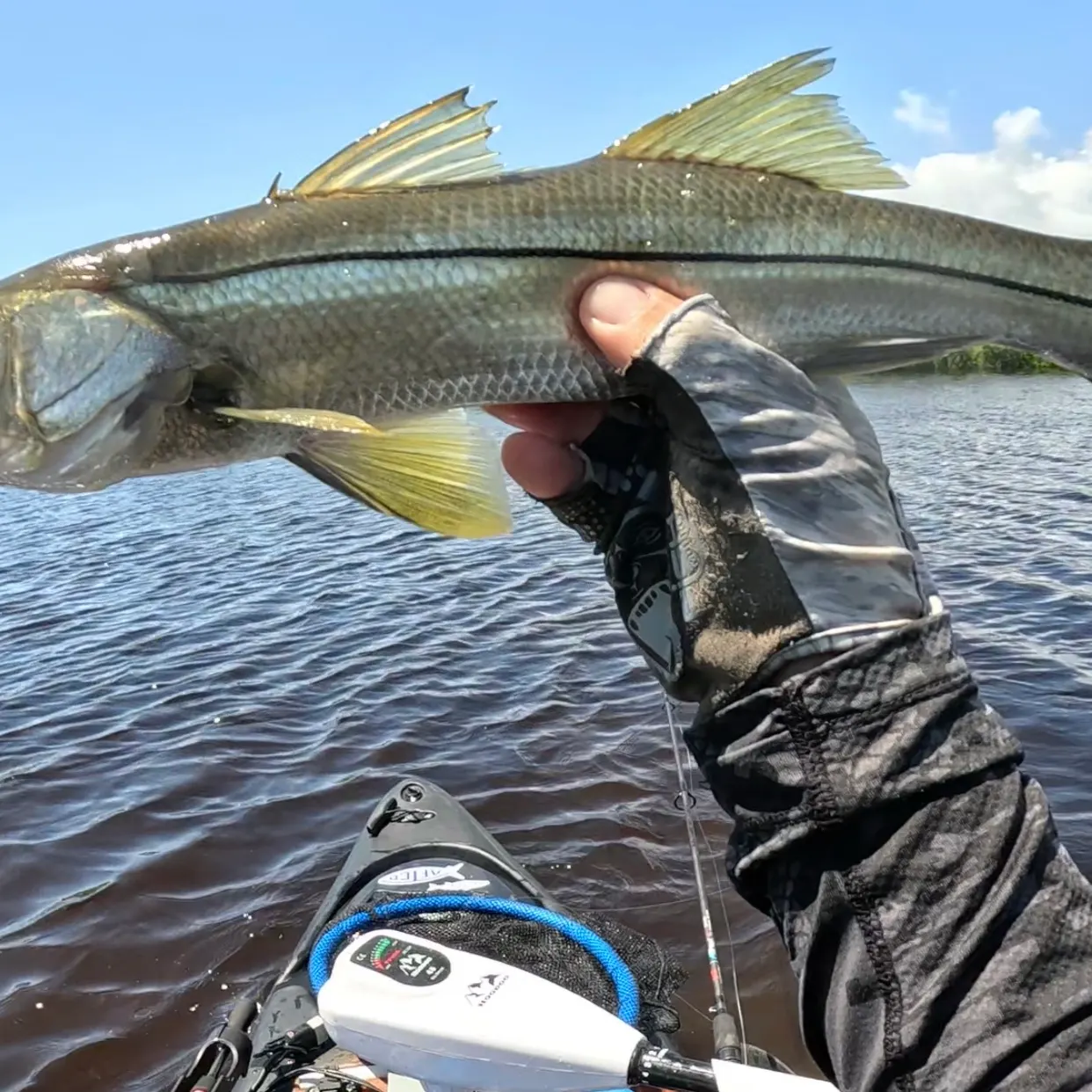 The most recent Common snook catches on Fishbrain