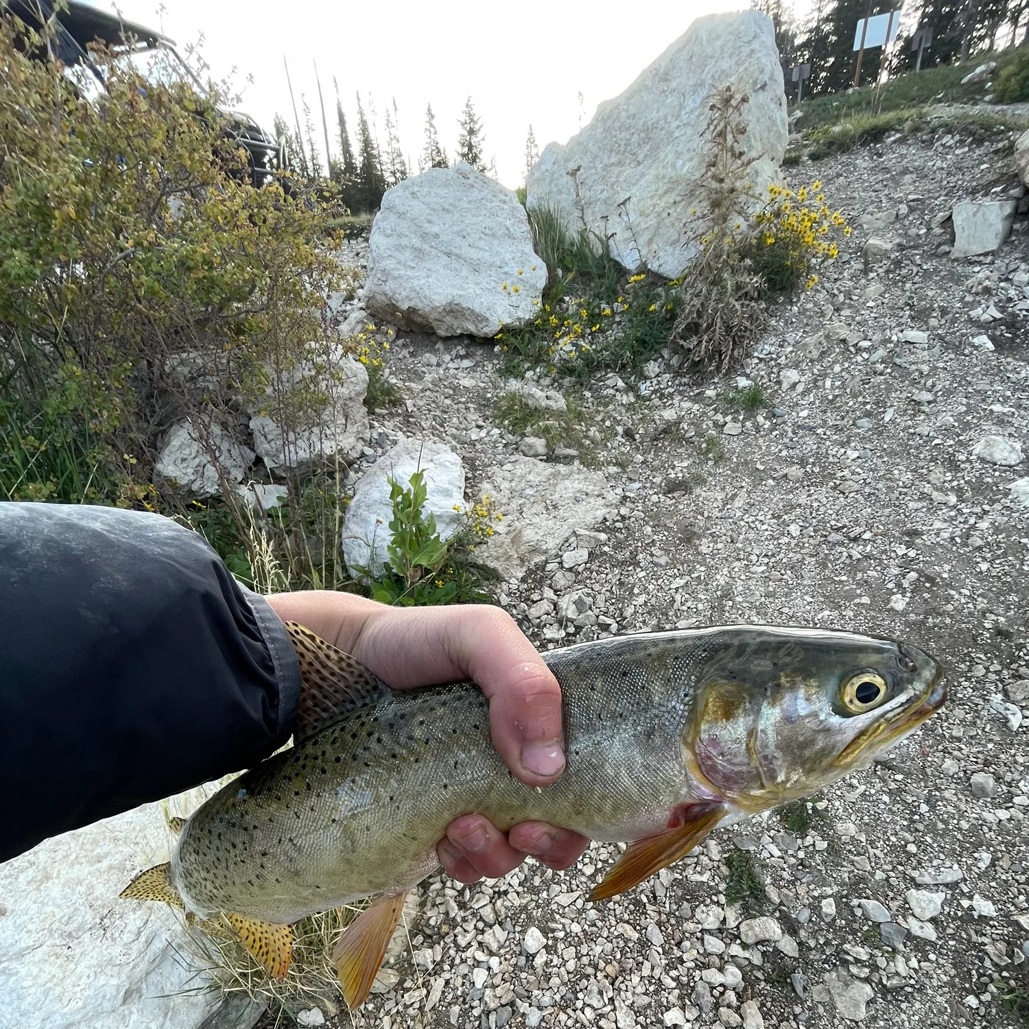 Colorado river cutthroat trout caught on Fishbrain