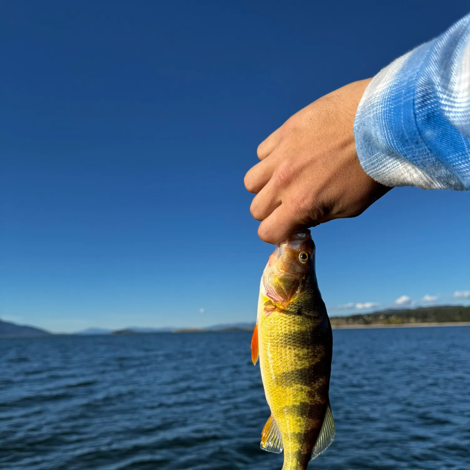 Yellow perch caught on Fishbrain
