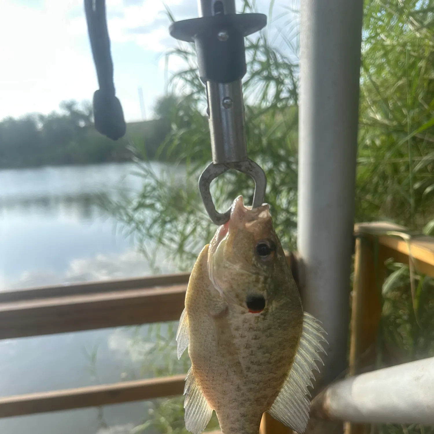 Bluegill caught on Fishbrain