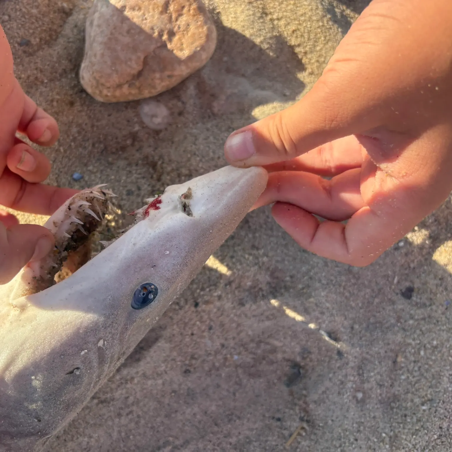 The most recent Tiger shark catches on Fishbrain