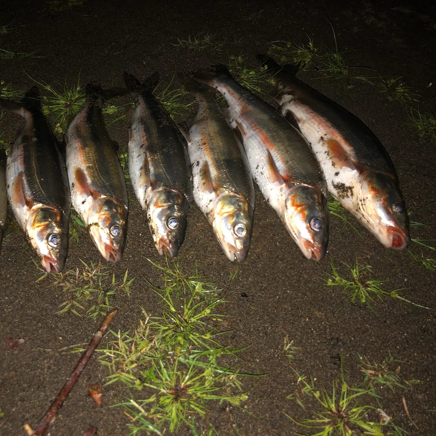 The most recent Peamouth catches on Fishbrain