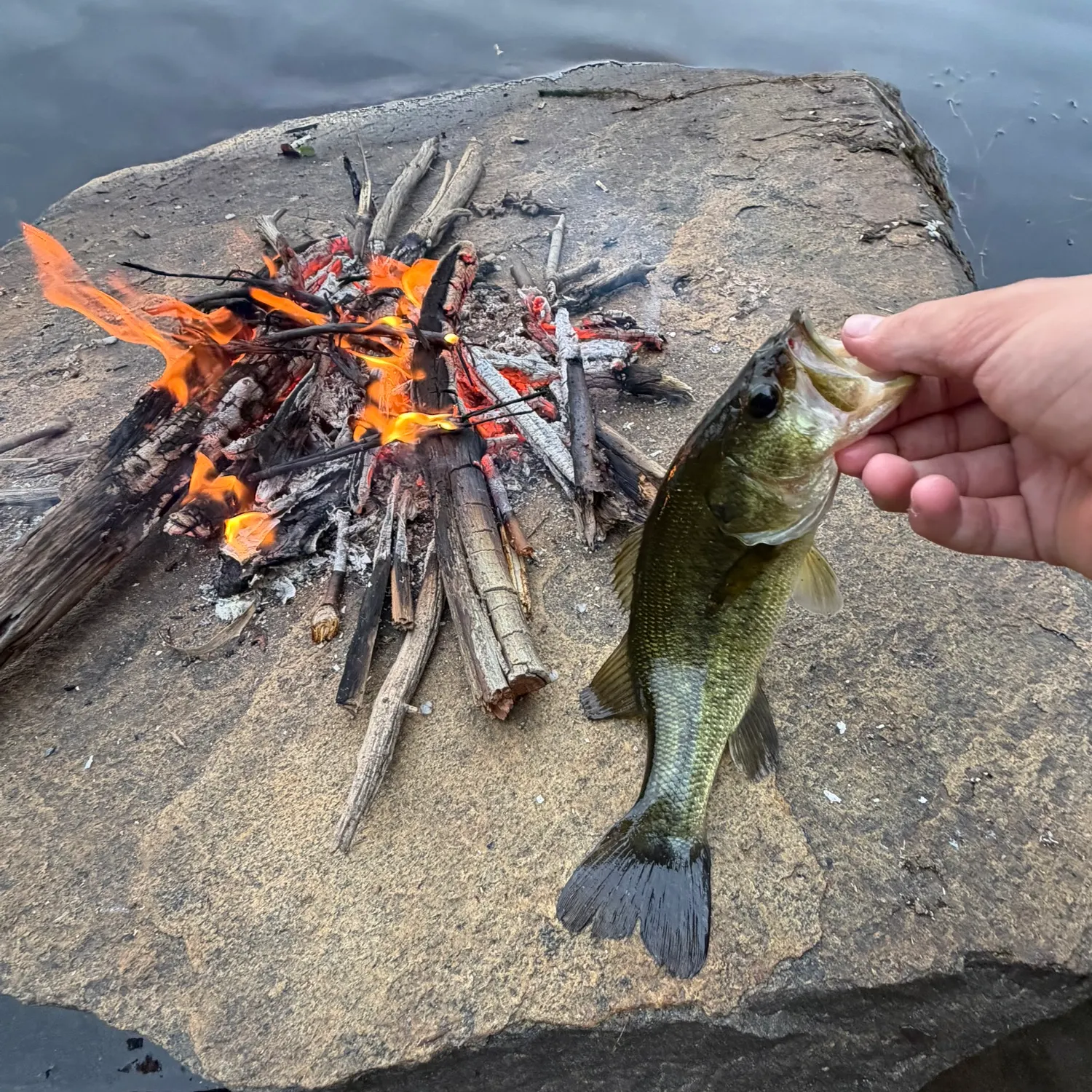 Largemouth bass caught on Fishbrain
