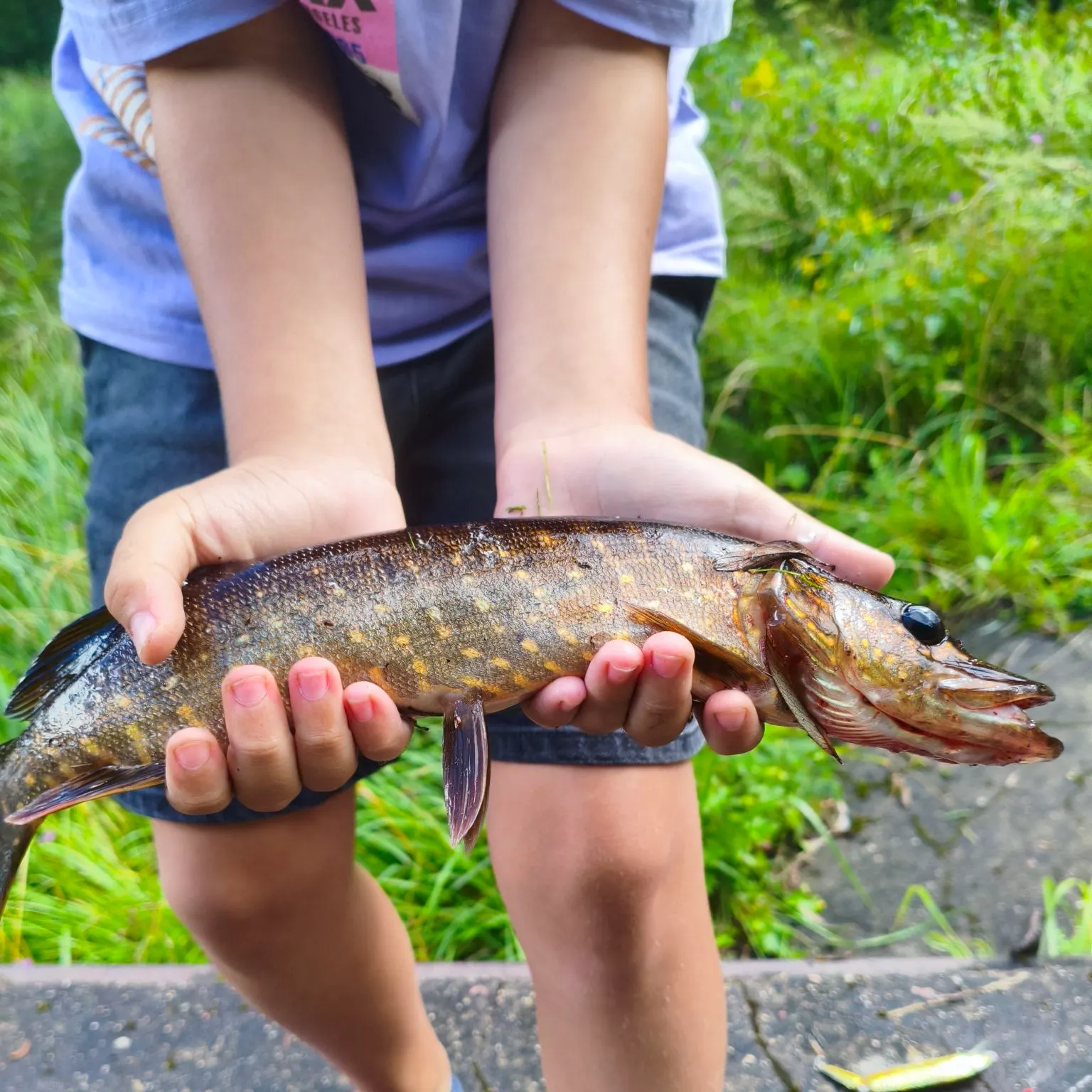 Northern pike caught on Fishbrain