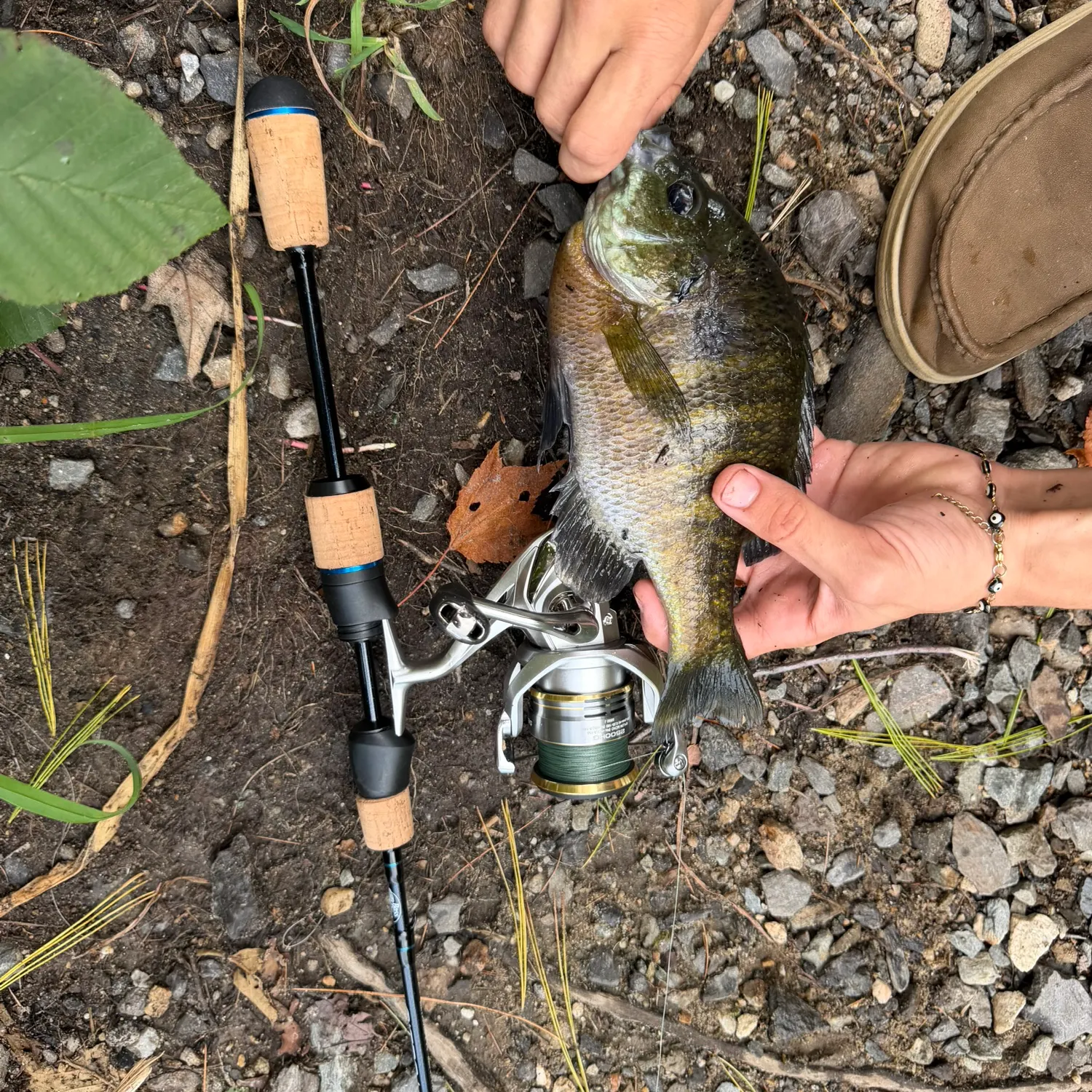 Bluegill caught on Fishbrain