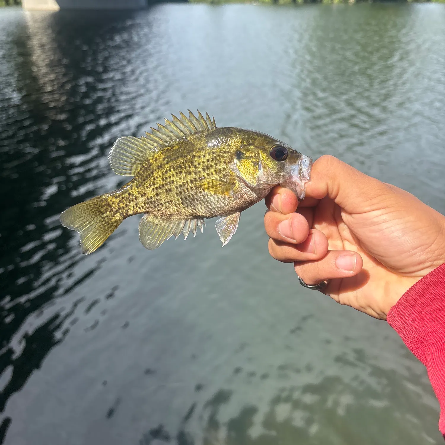 Rock bass caught on Fishbrain