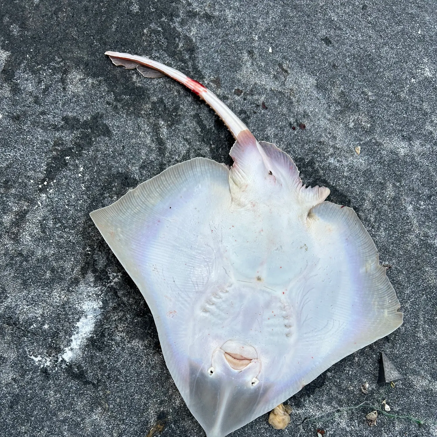 The most recent Clearnose skate catches on Fishbrain
