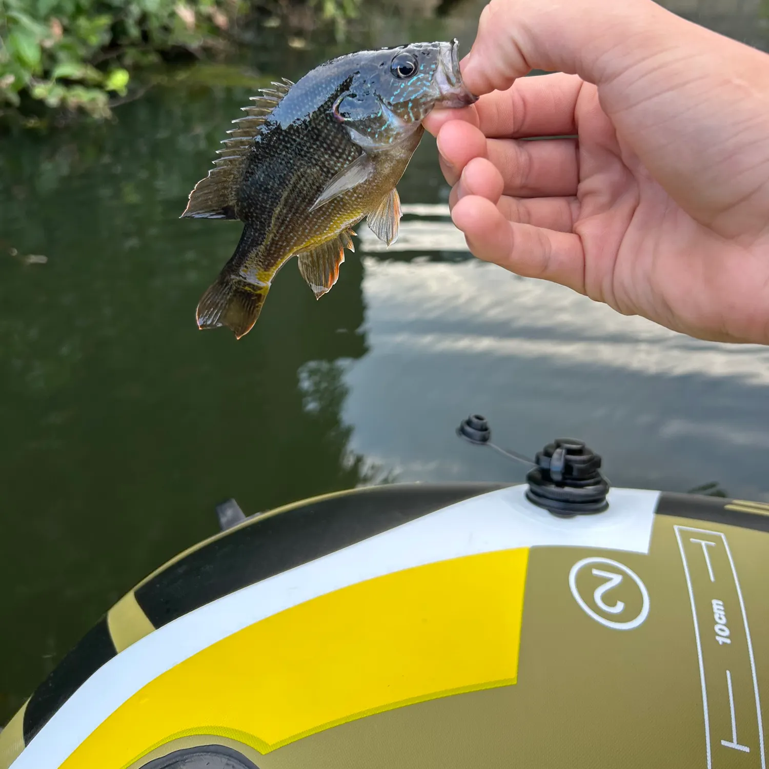 Bluegill caught on Fishbrain