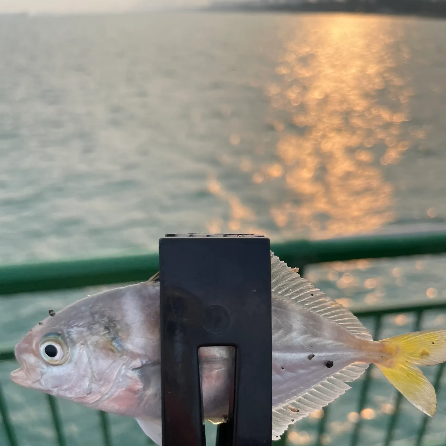 The most recent Yellowtail scad catches on Fishbrain