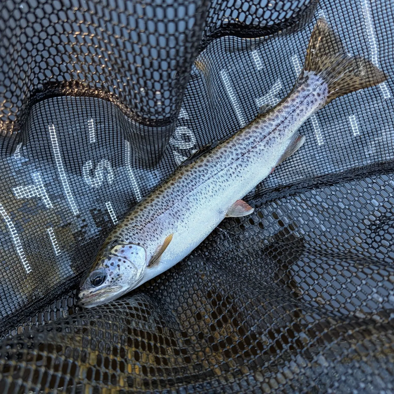 Coastal cutthroat trout caught on Fishbrain