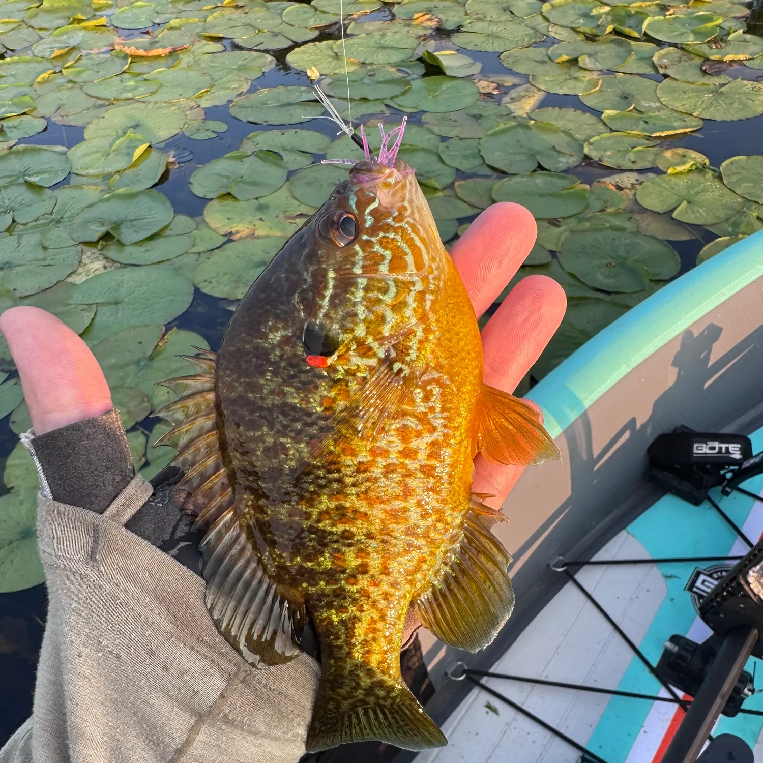 Pumpkinseed caught on Fishbrain